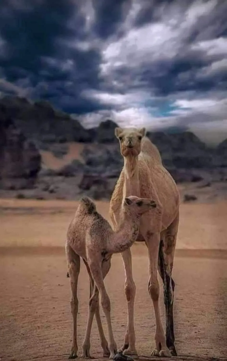 Activities in Shaheen Camp Wadi rum