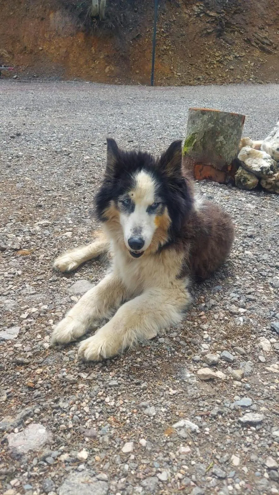 Pets in Tumba Sisli Vadi