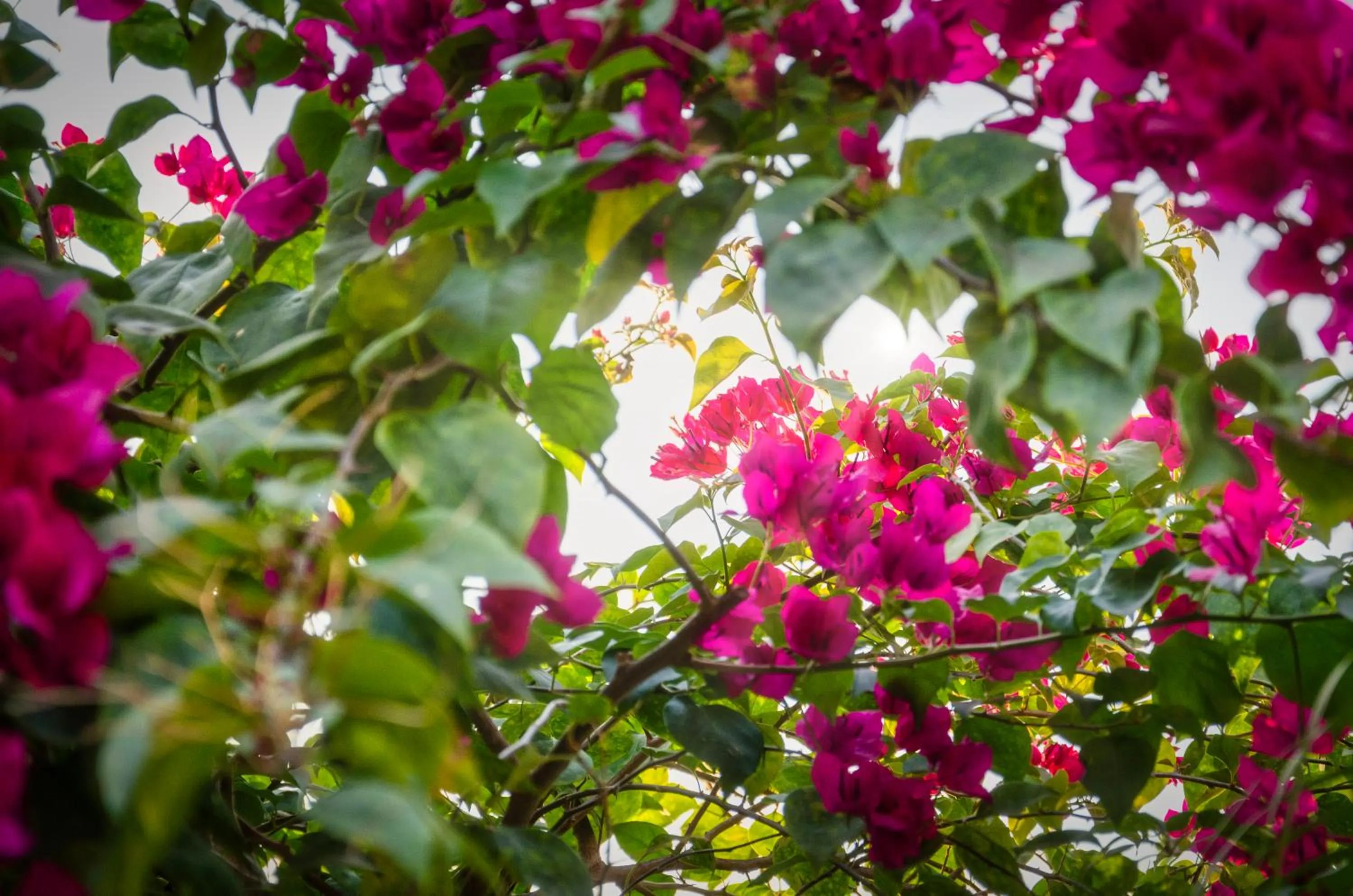 Garden in Chic stay HANA Boutique hotel xxxx Possible noise from the construction next to our property