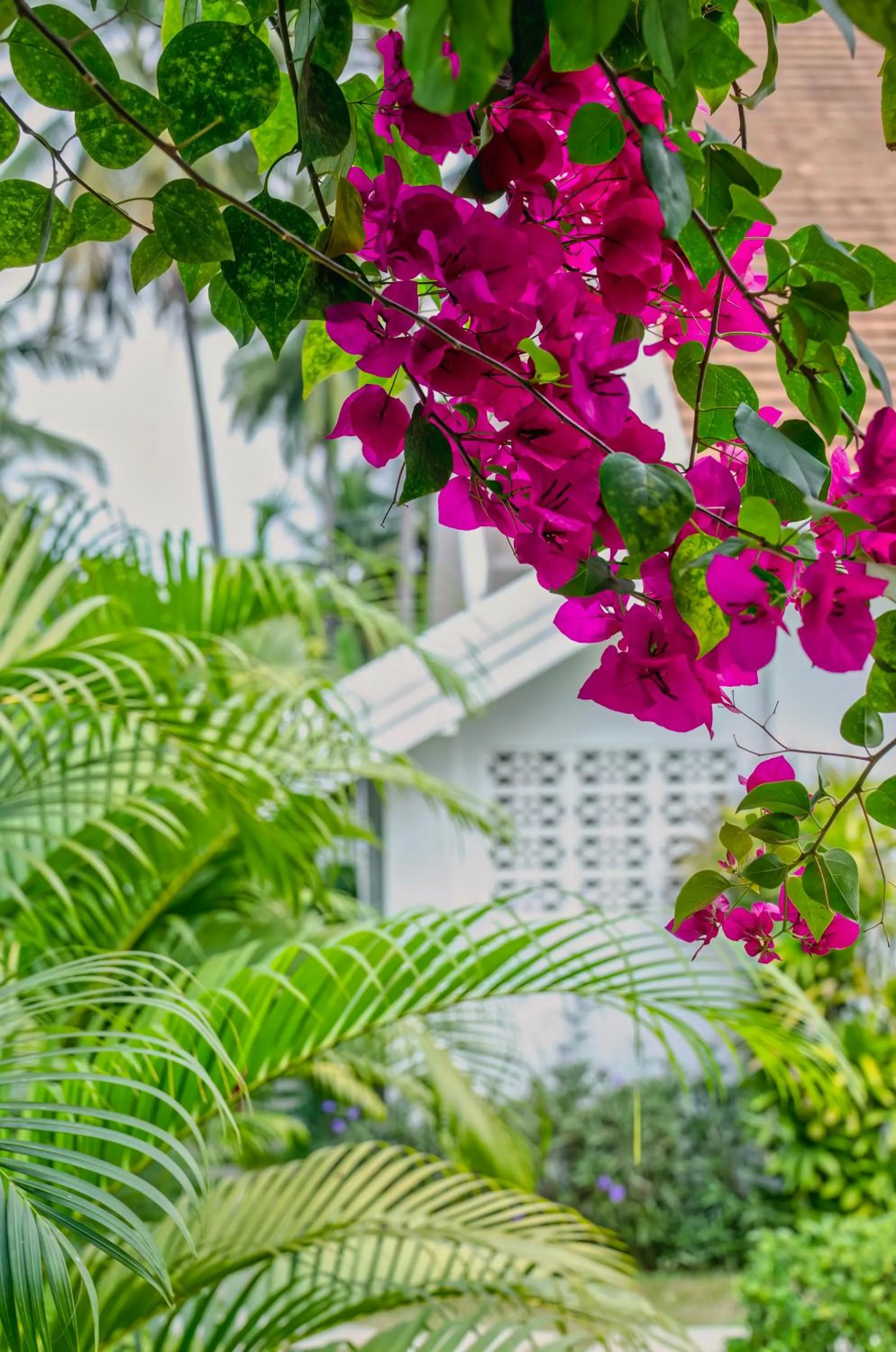 Garden in Chic stay HANA Boutique hotel xxxx Possible noise from the construction next to our property