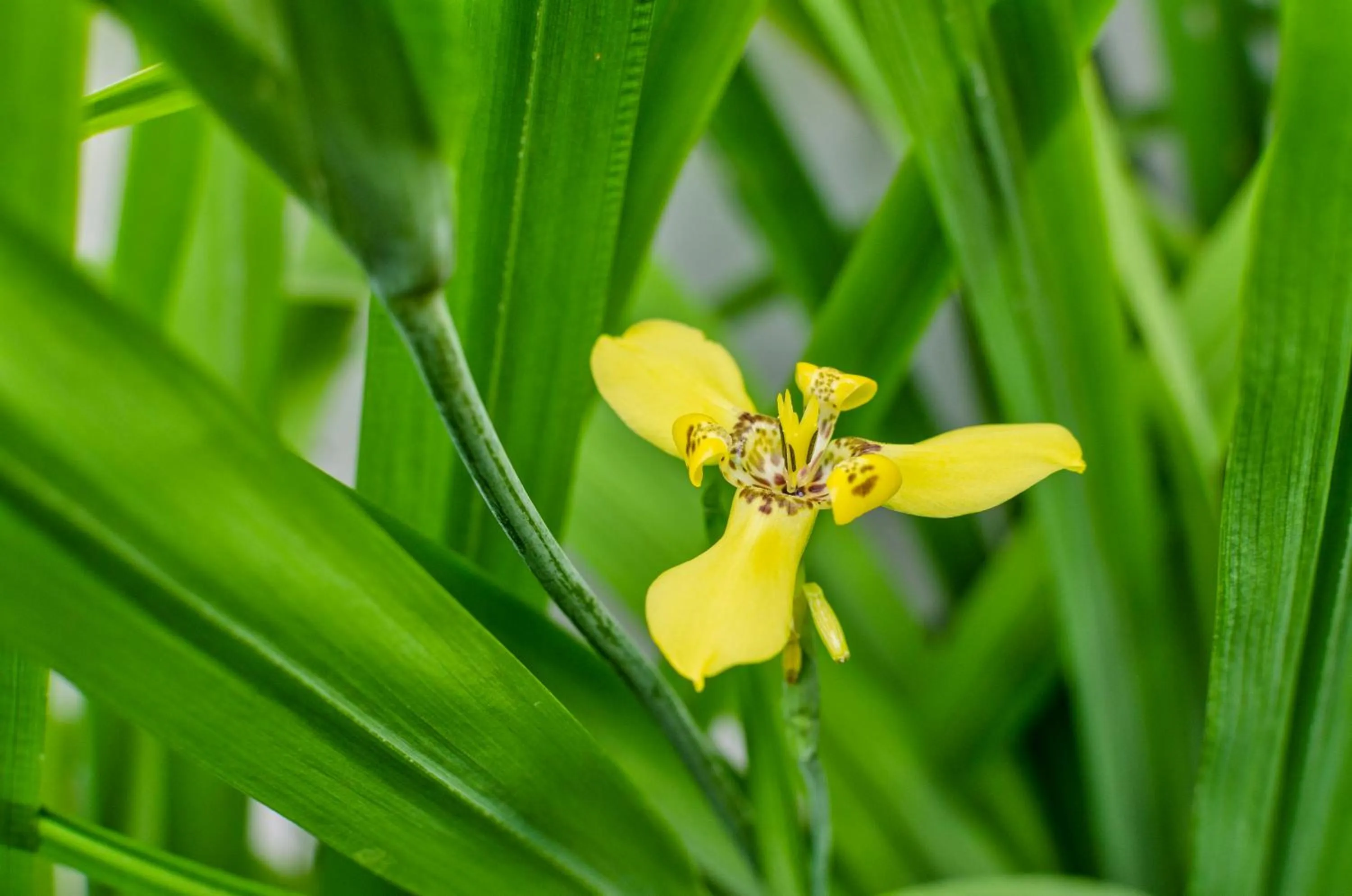Garden in Chic stay HANA Boutique hotel xxxx Possible noise from the construction next to our property