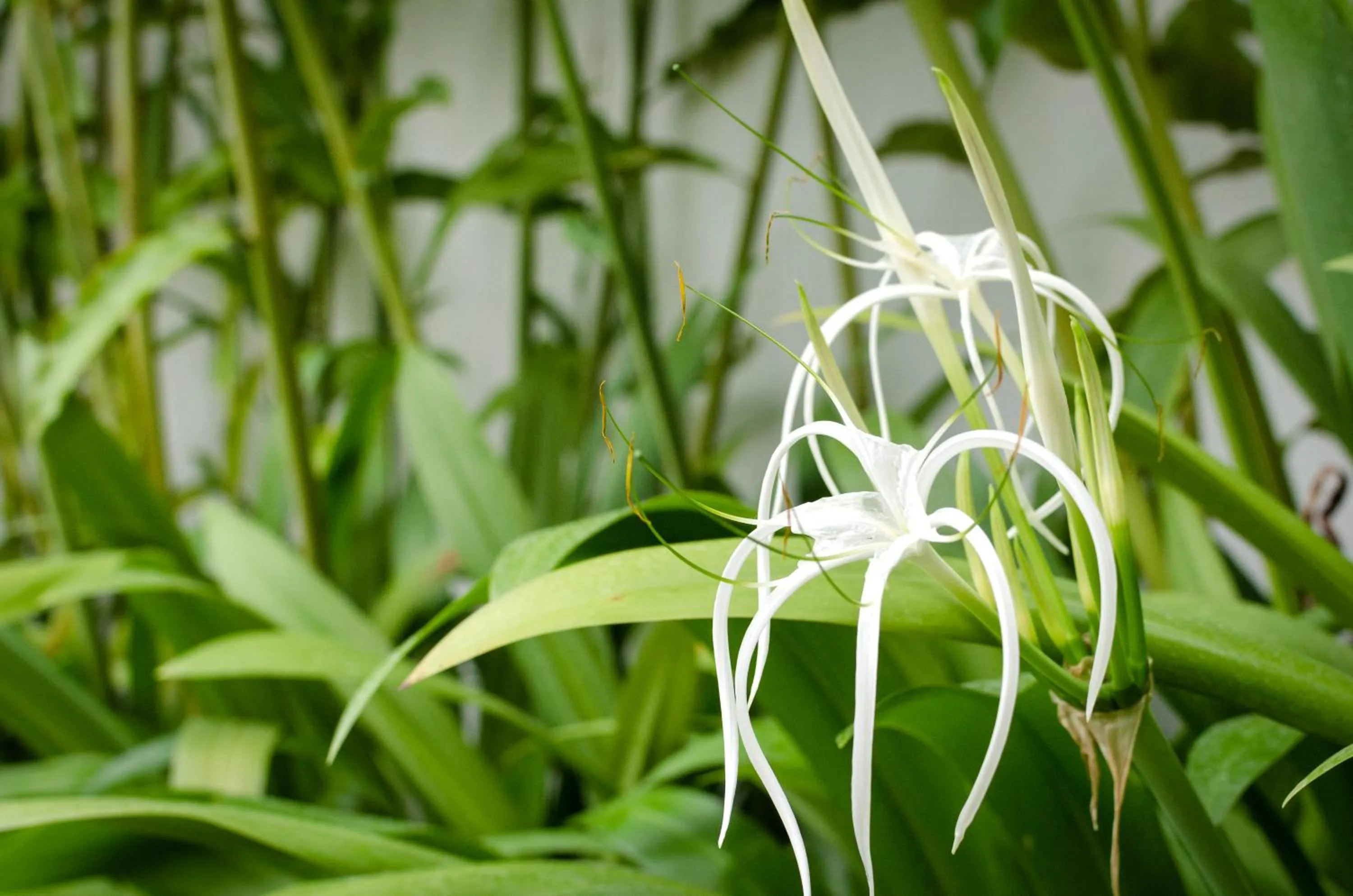 Garden in Chic stay HANA Boutique hotel xxxx Possible noise from the construction next to our property