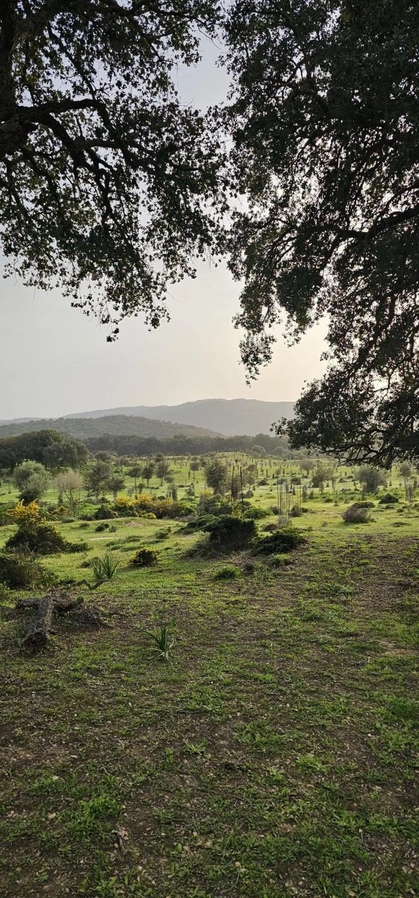 Hiking in Hacienda El Alcornocal
