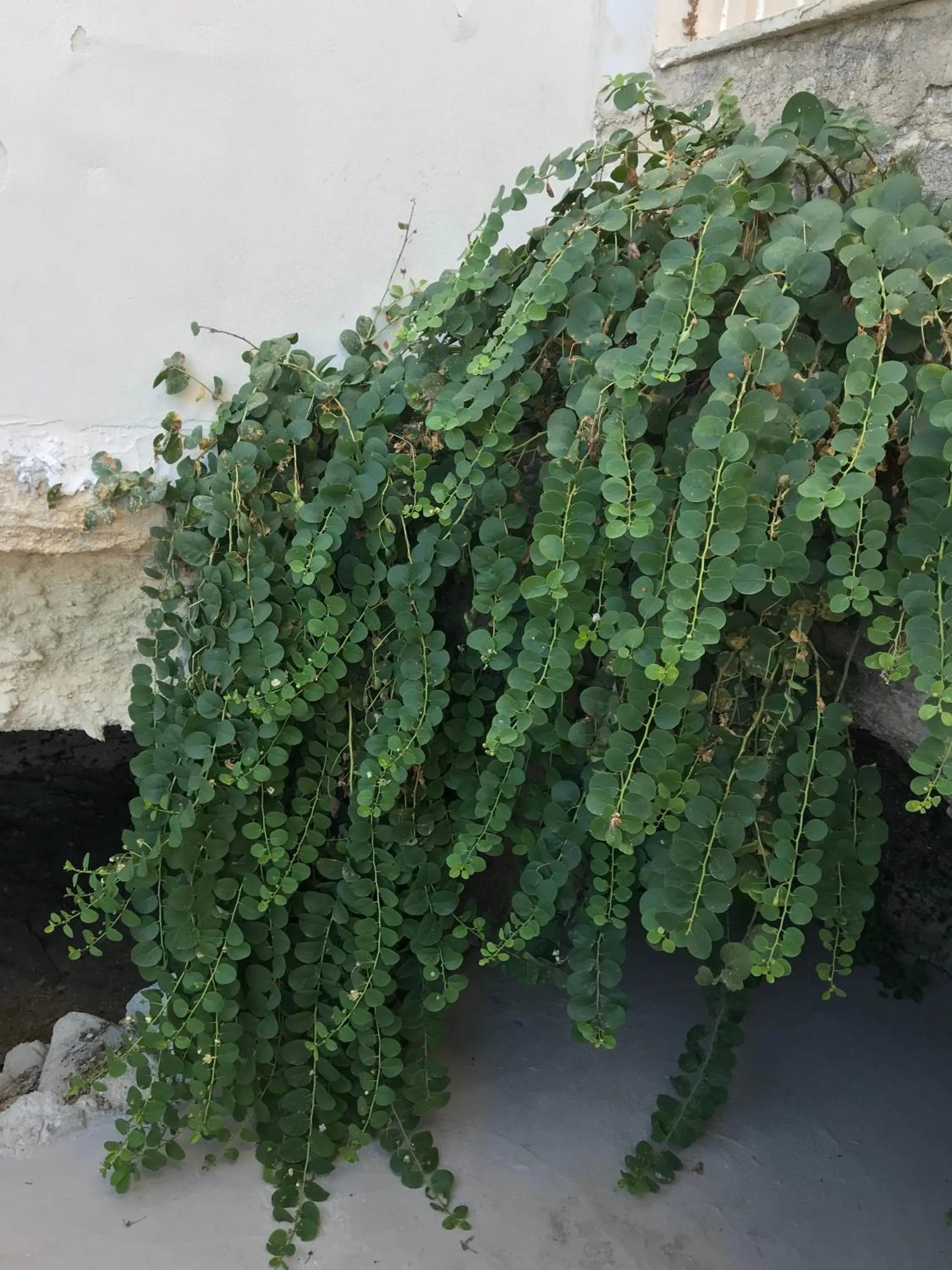 Garden in Casa del Limone