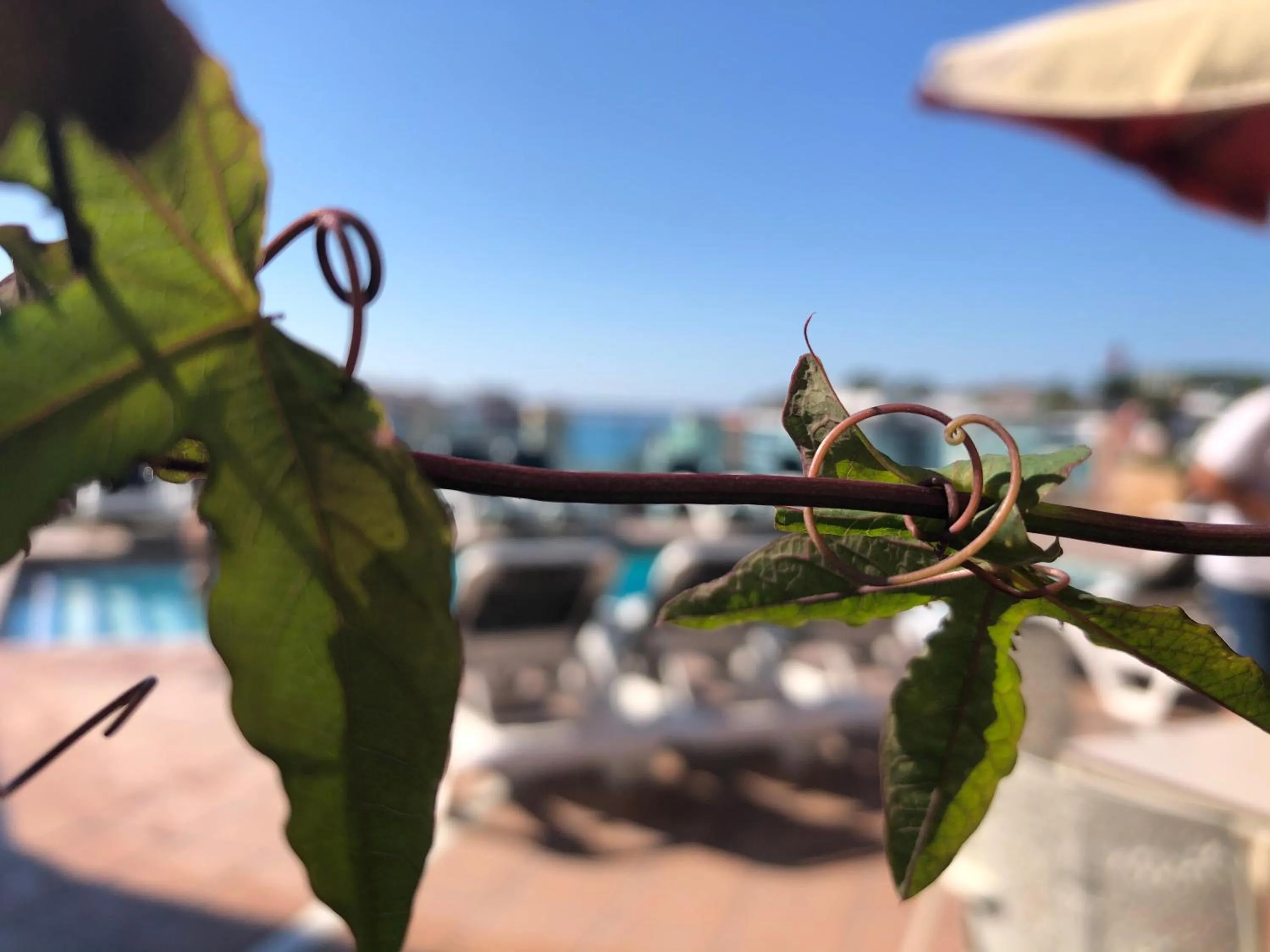 Balcony/Terrace in Hotel Astoria Park