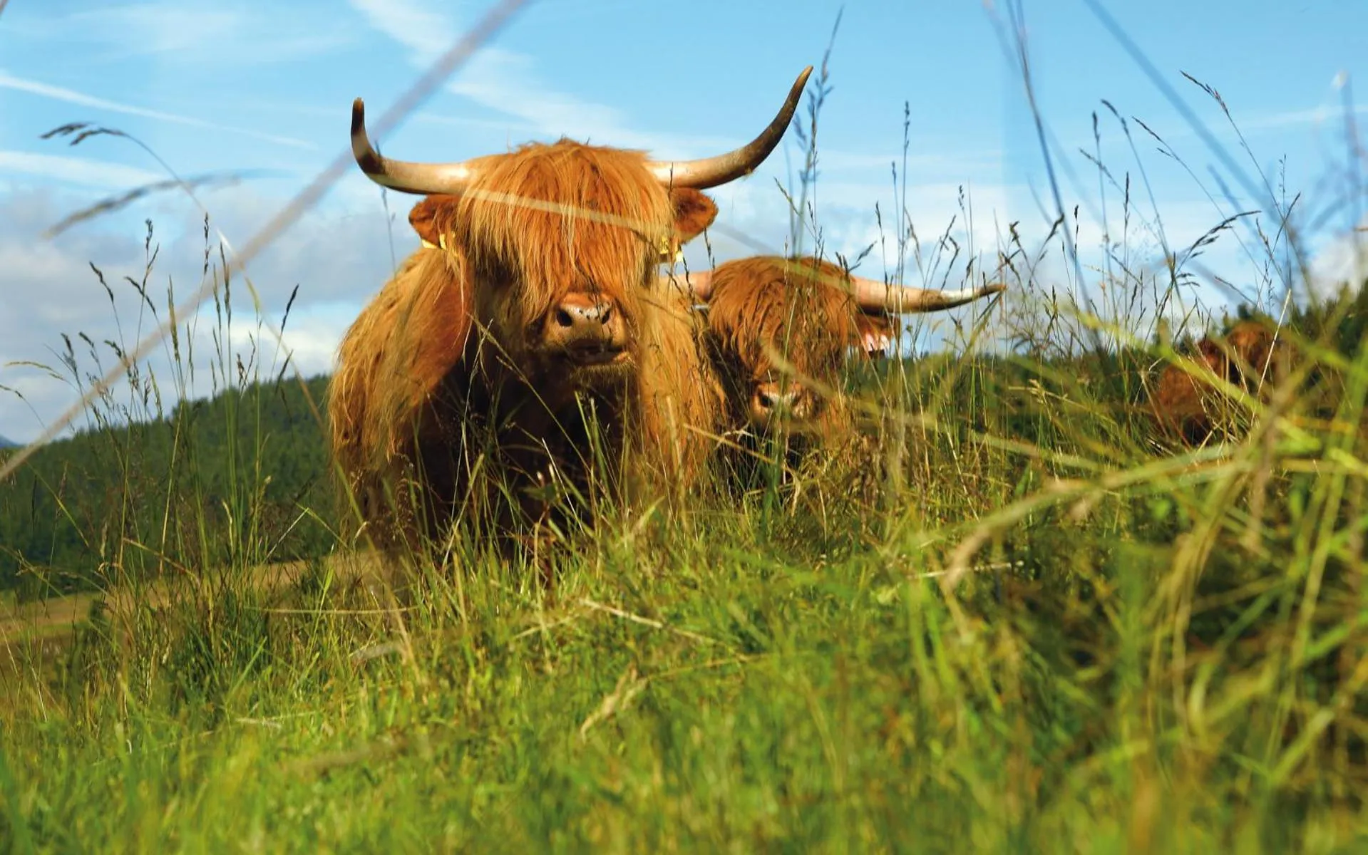 Balcony/Terrace in Bouda Klínovka