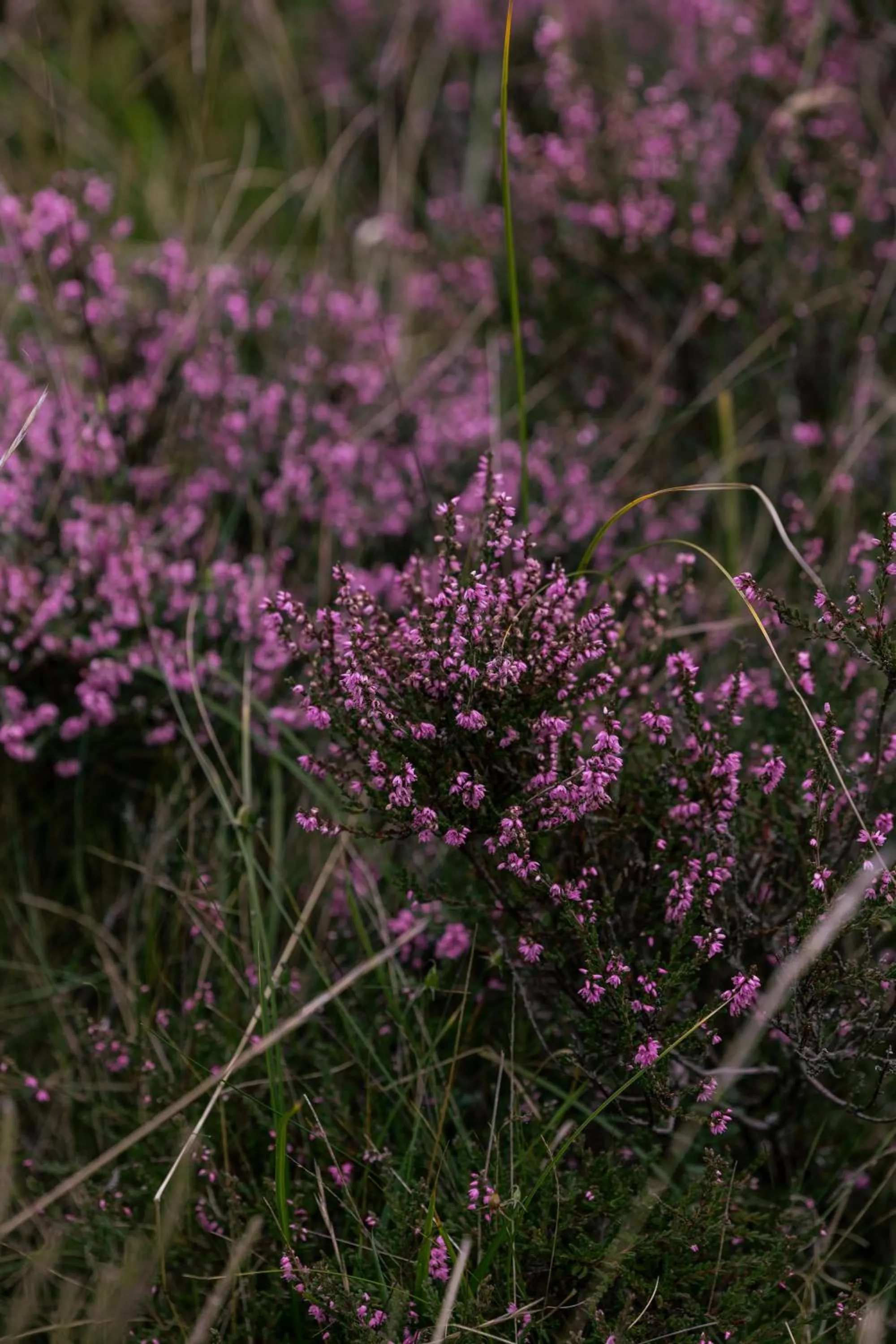 Natural landscape in Dornoch Station