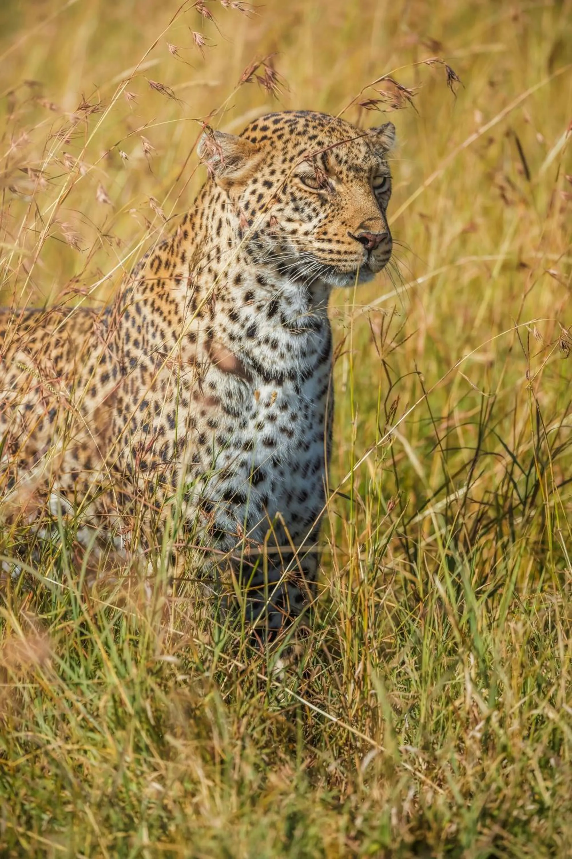 Other in JW Marriott Masai Mara Lodge