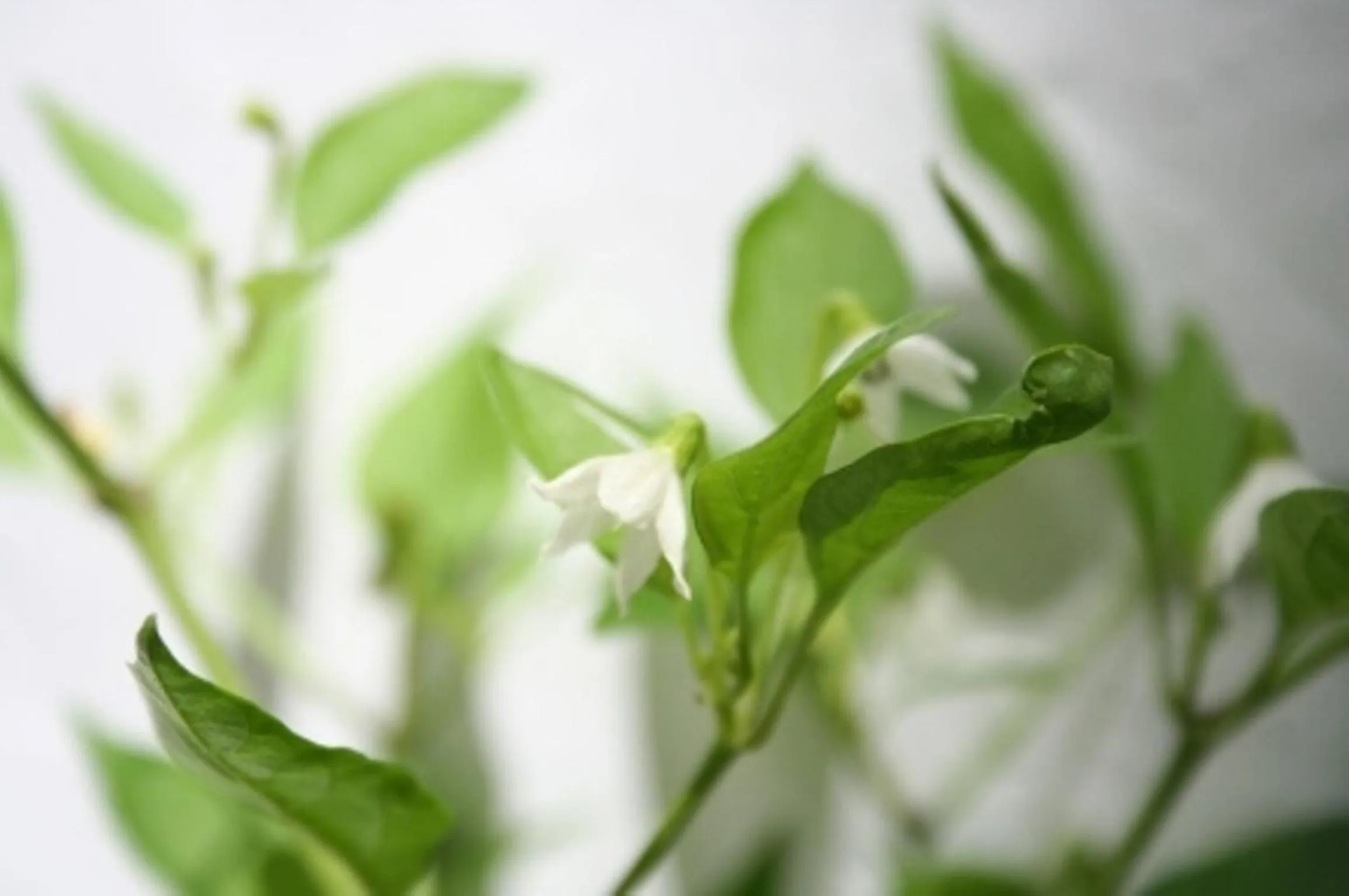 Other in Hospedería Luis de Góngora