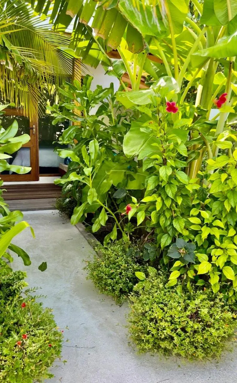 Garden in Seaside Dhigurah