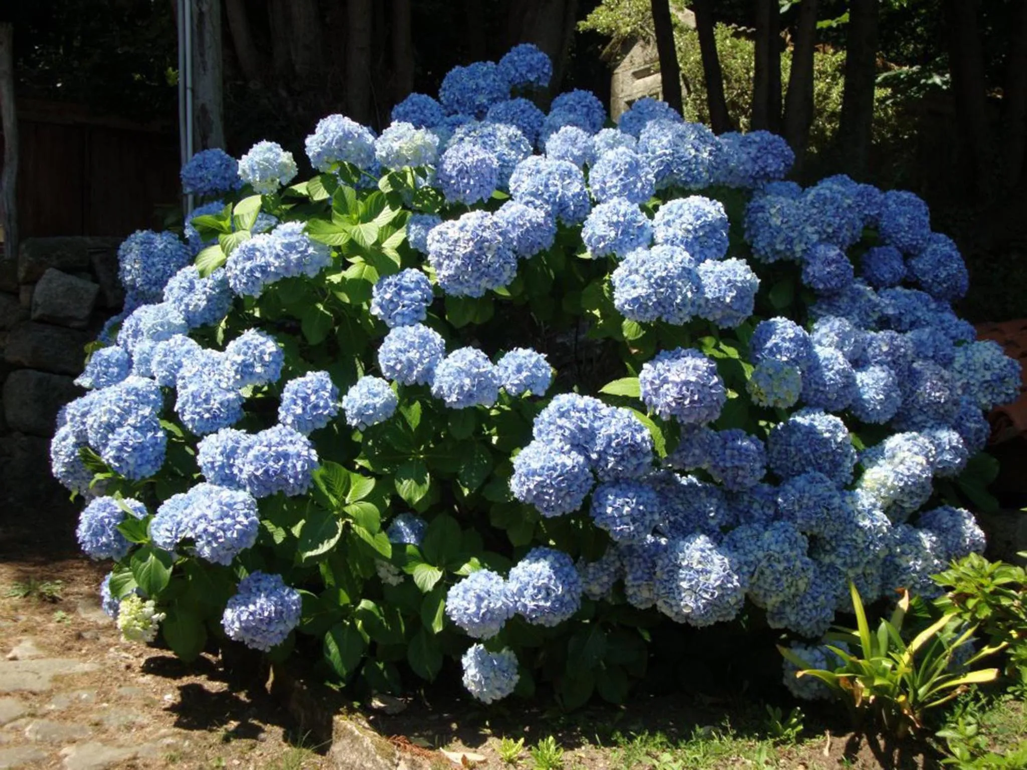 Facade/entrance in Pazo Larache