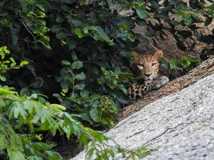 Jawai Leopard Villa