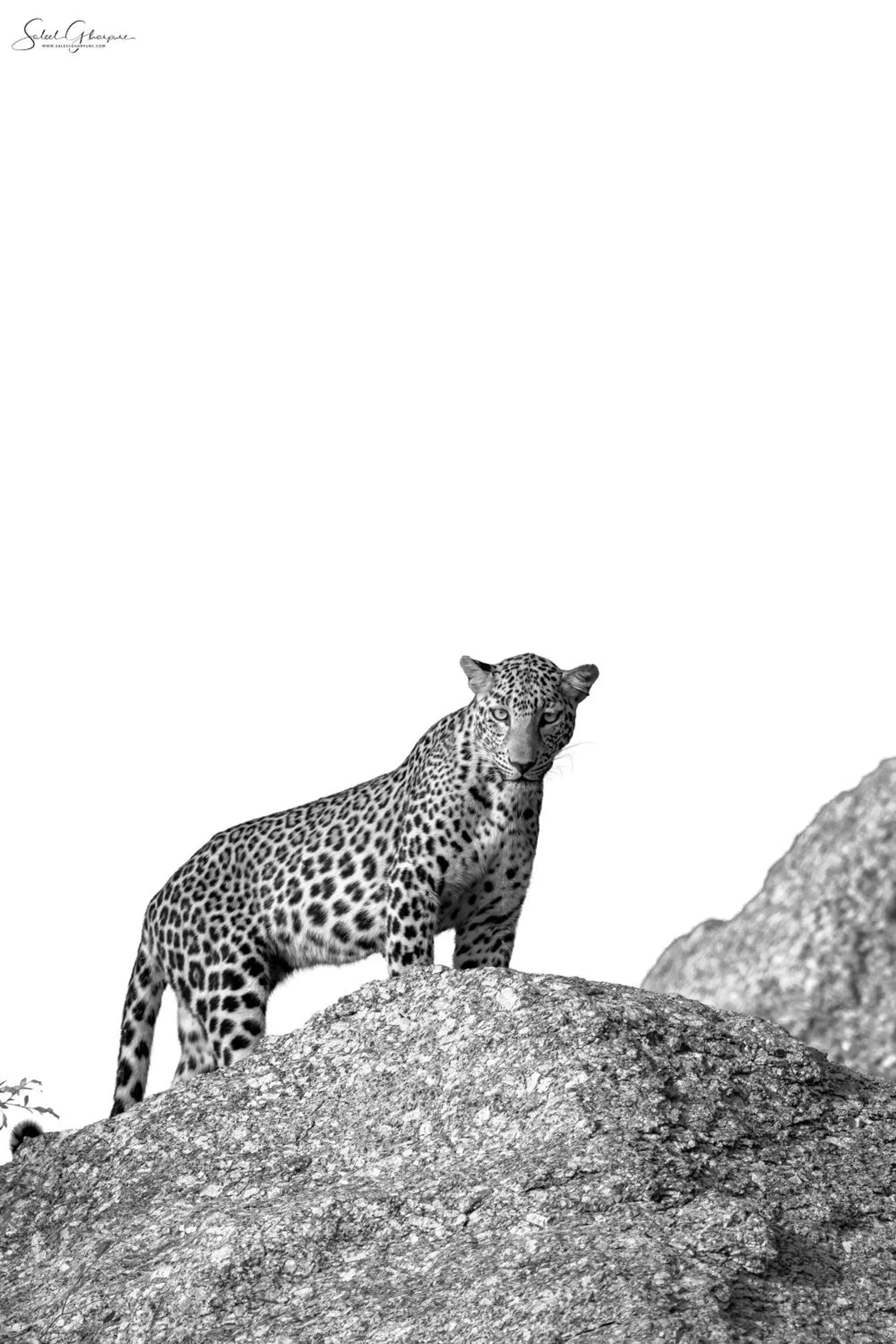 Jawai Leopard Villa