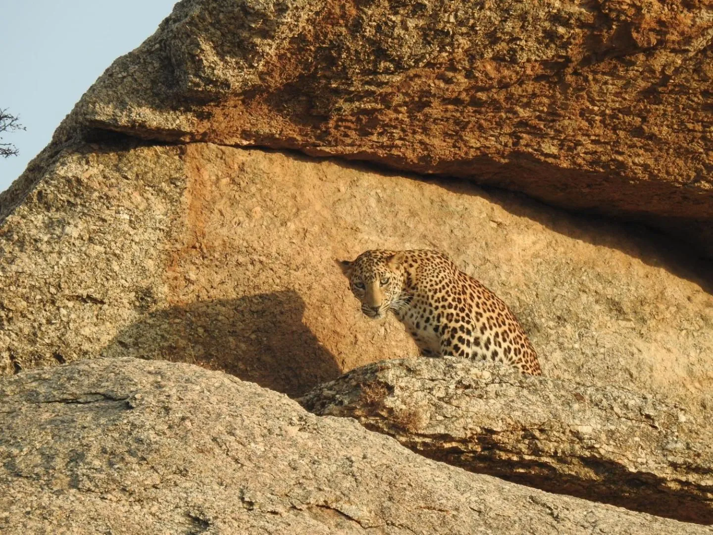 Jawai Leopard Villa