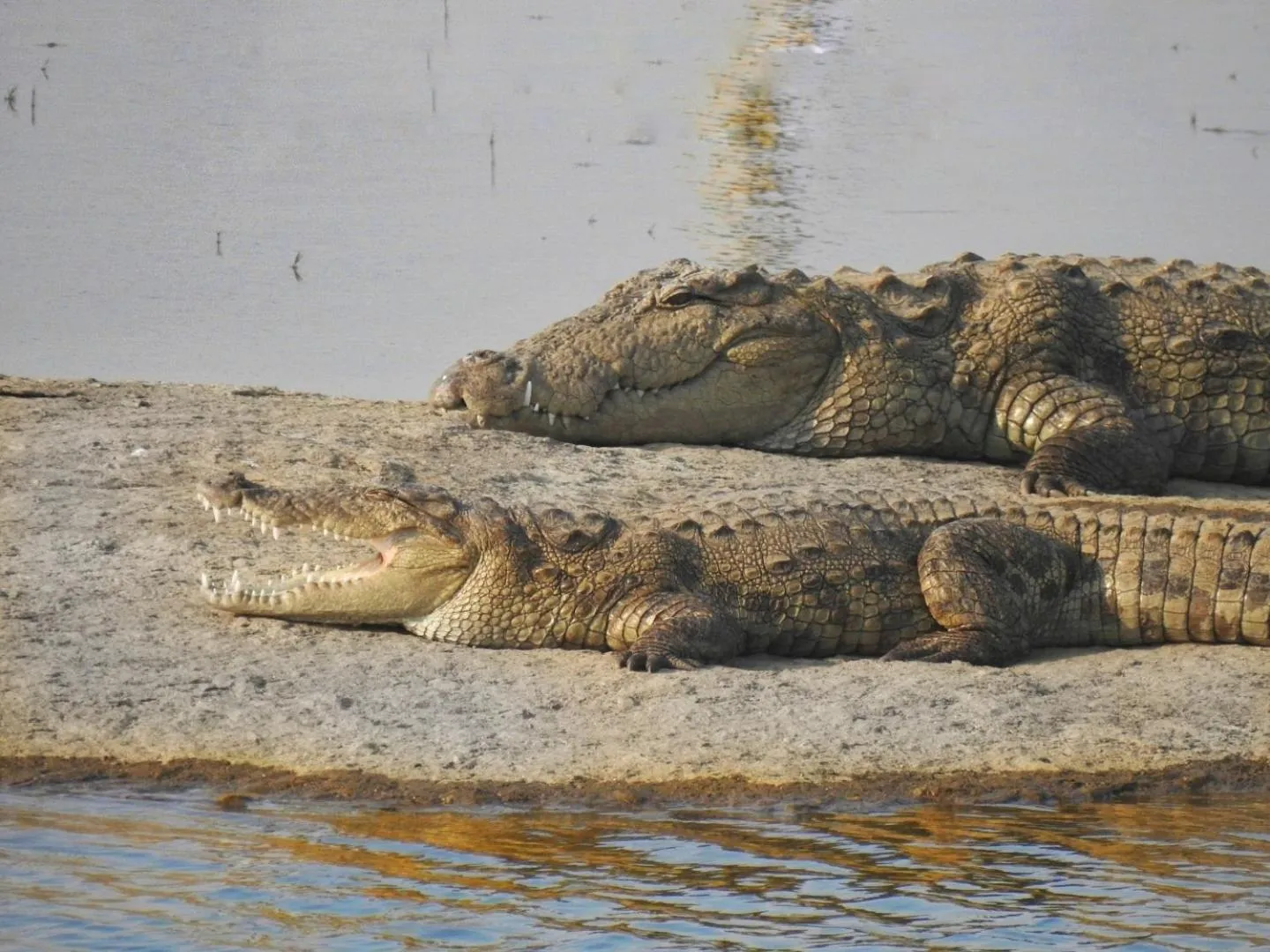 Jawai Leopard Villa