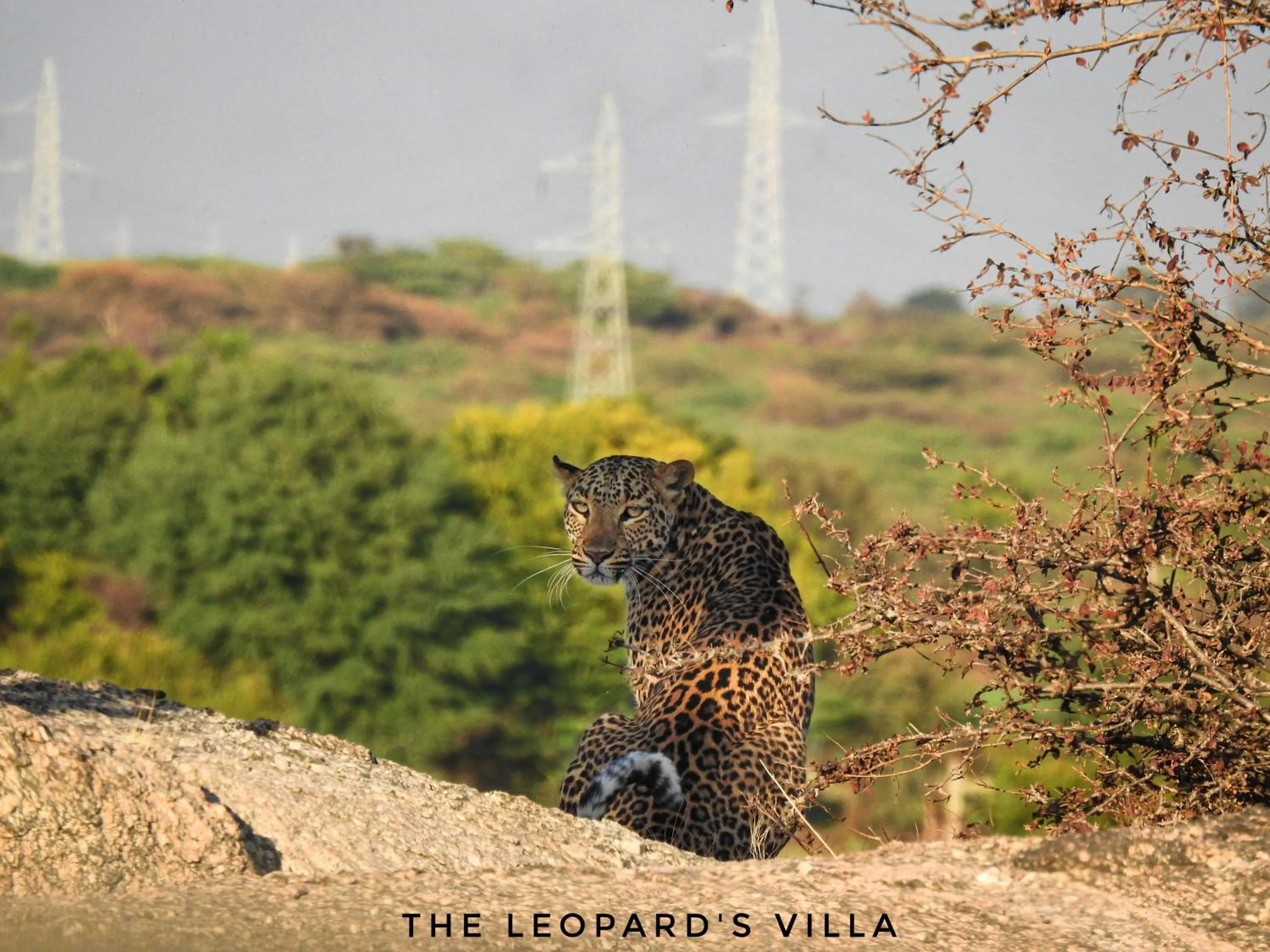 Jawai Leopard Villa