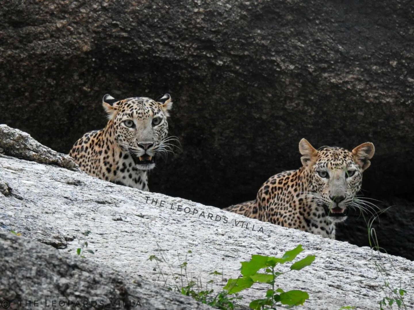 Jawai Leopard Villa