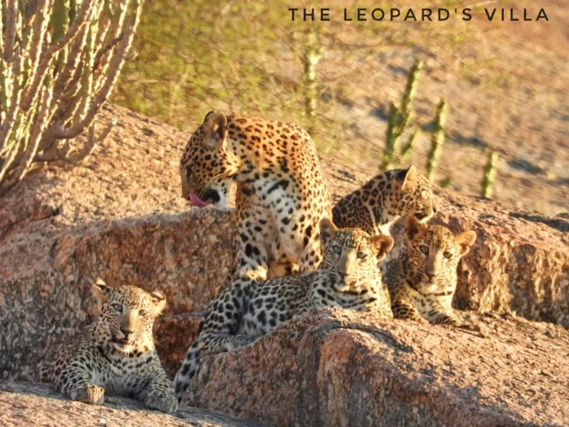 Jawai Leopard Villa