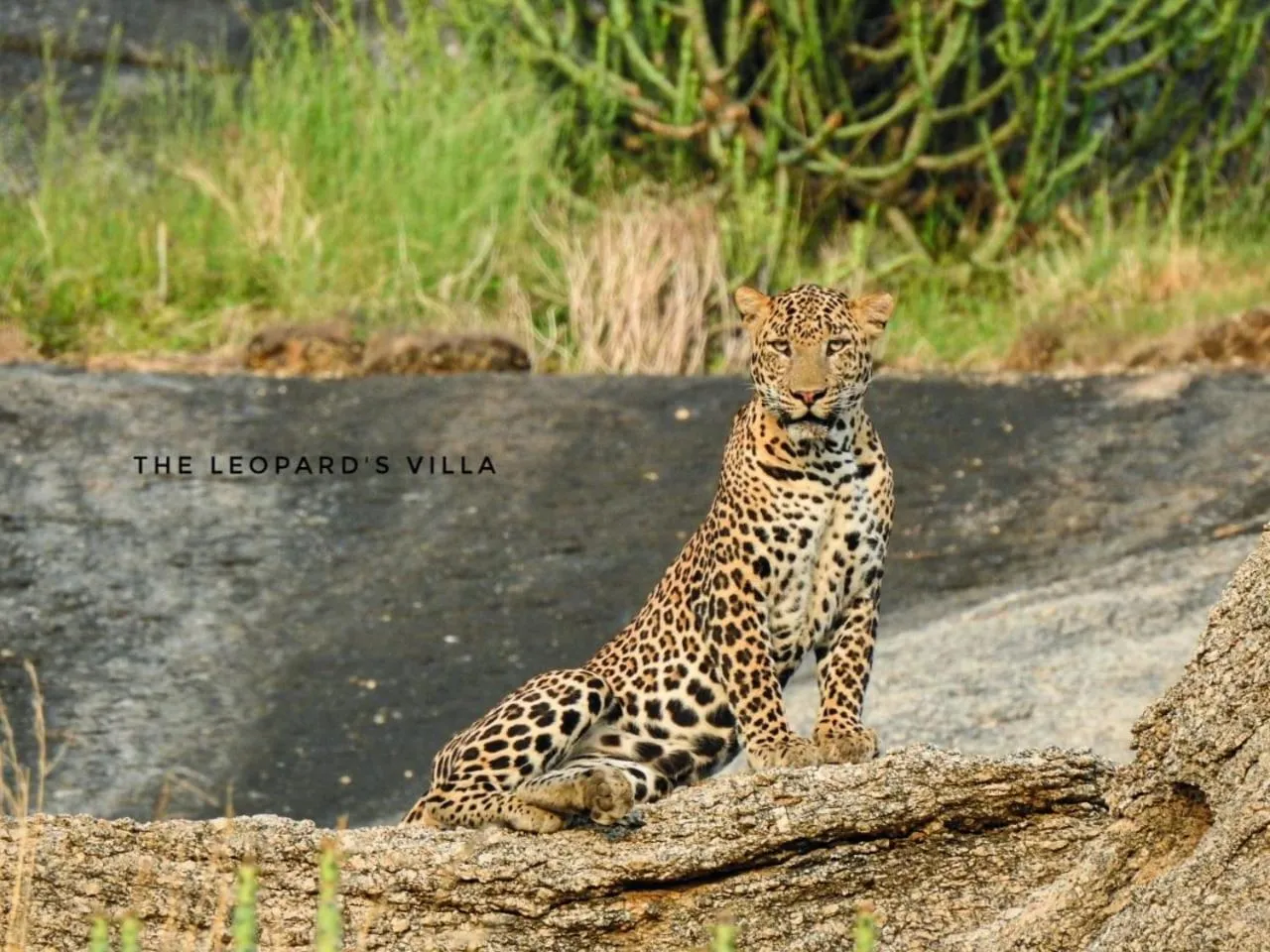 Jawai Leopard Villa