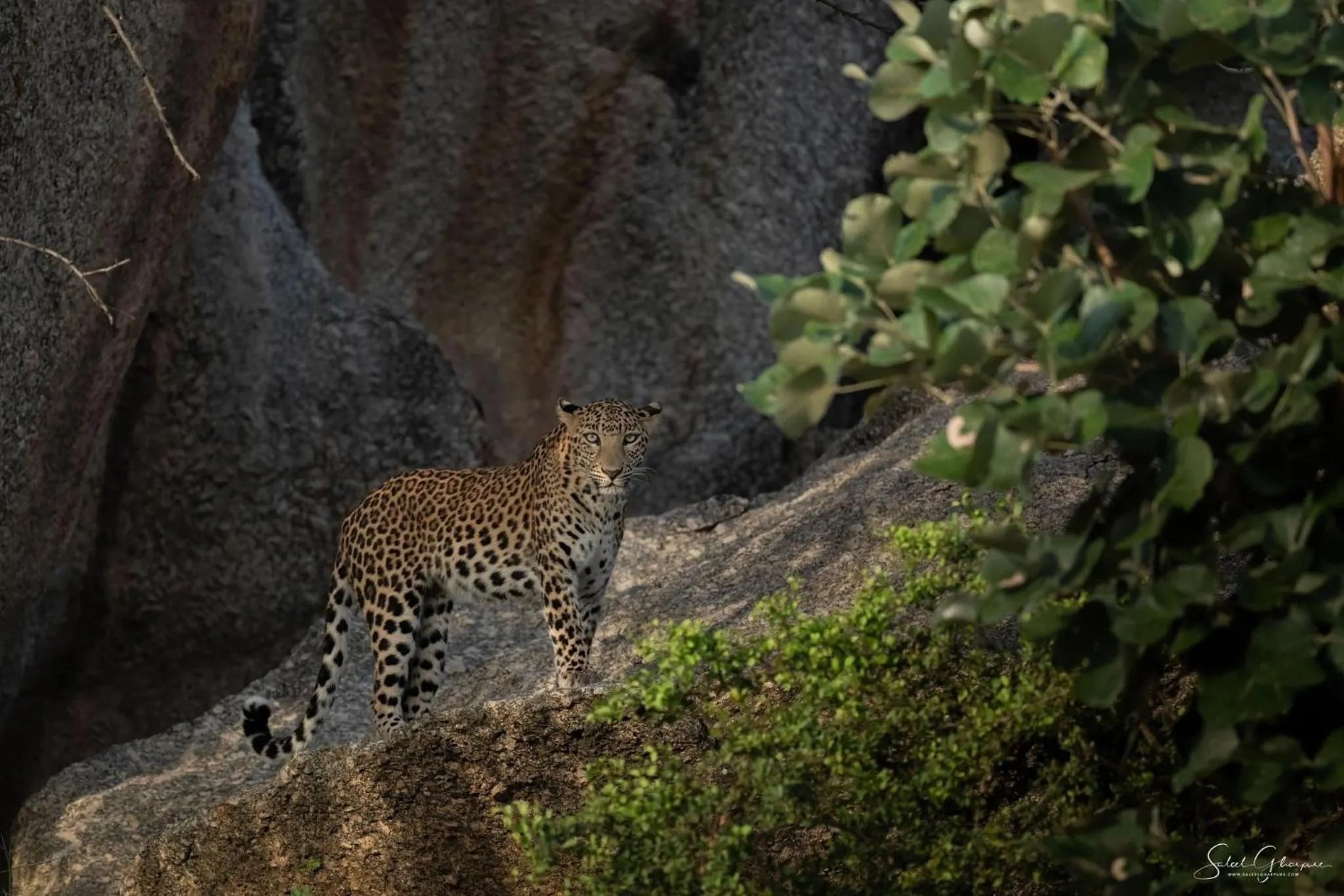 Jawai Leopard Villa