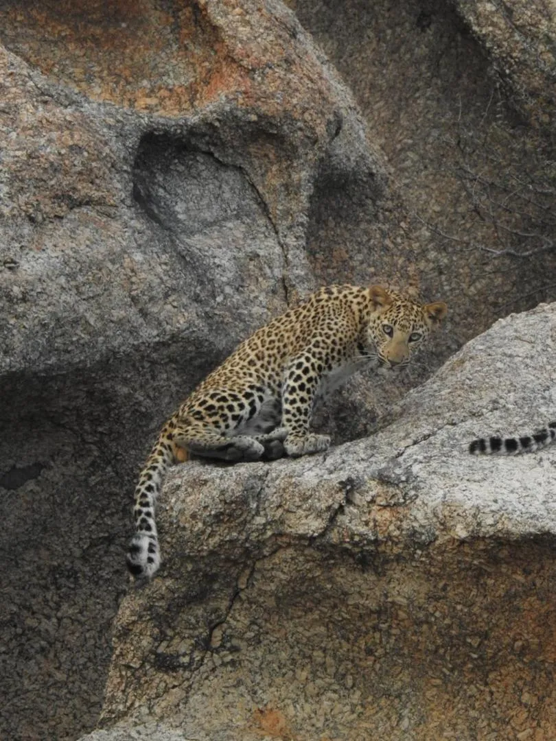 Jawai Leopard Villa