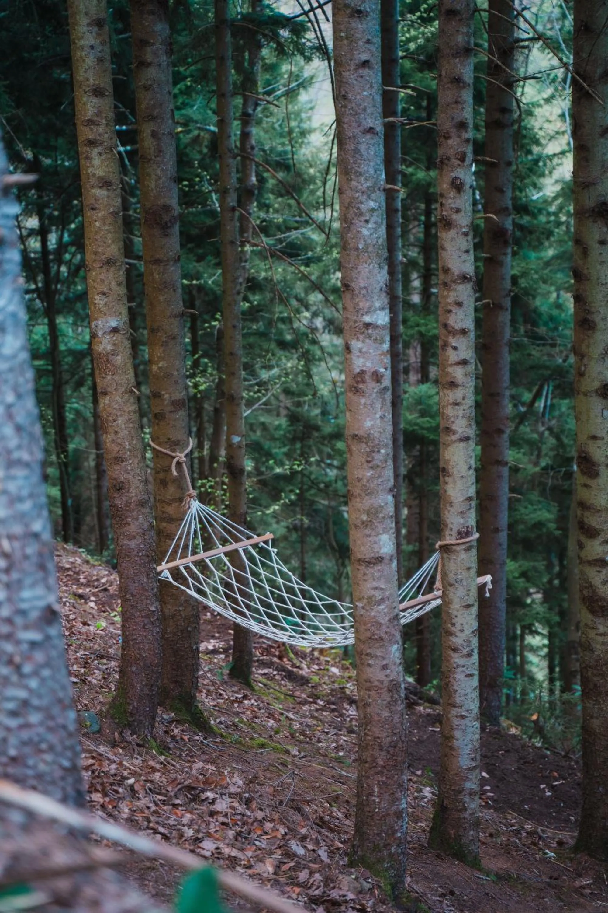 Natural landscape in Montana Suite Bungalows