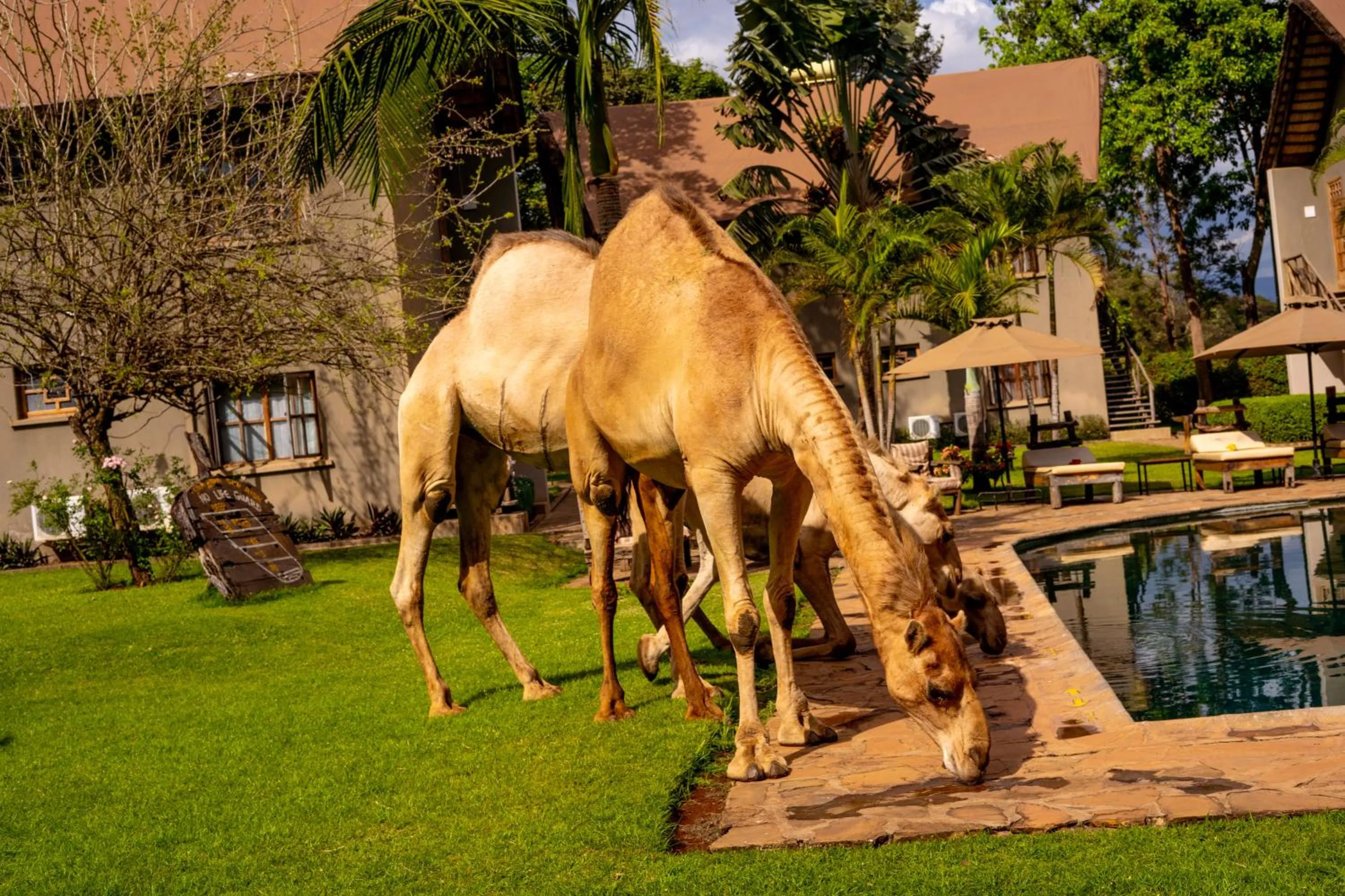 Animals in Weru Weru River Lodge