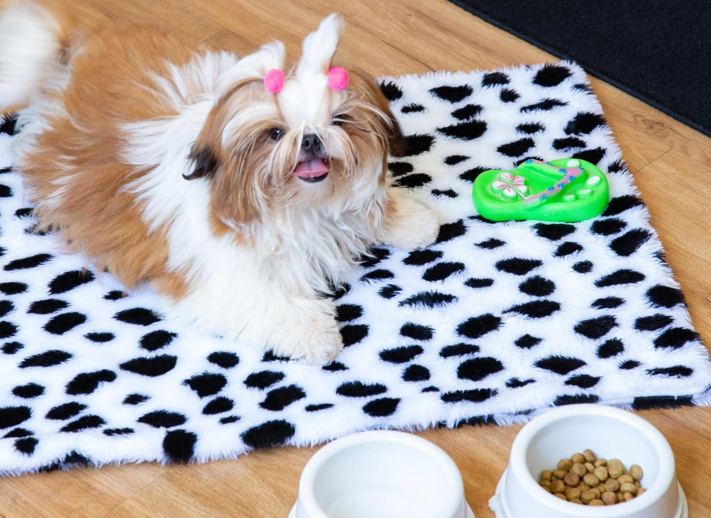 Pets in Windsor Leme Hotel