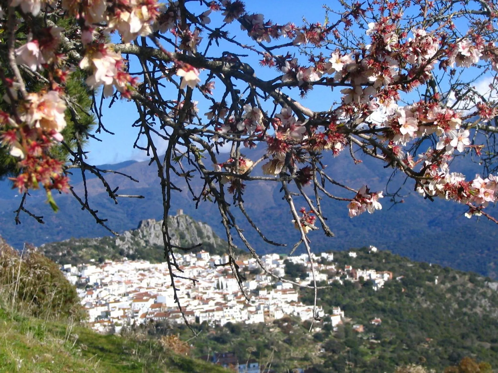 Spring in La Fructuosa