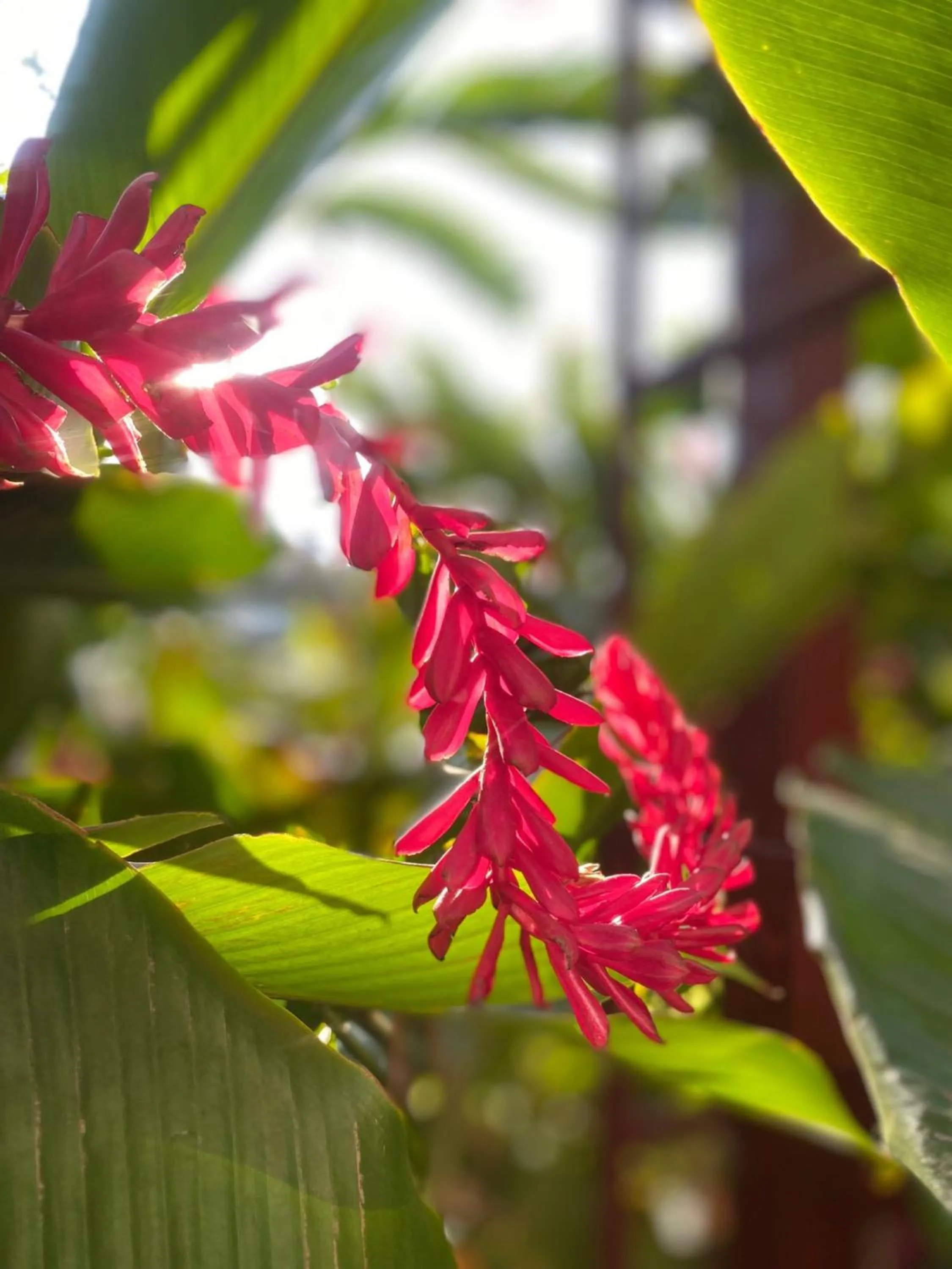 Garden view in Hotel Del Aserradero