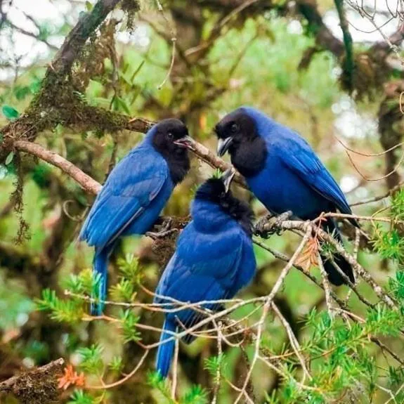 Luxuoso Studio 2007 Laje de Pedra Gramado Canela