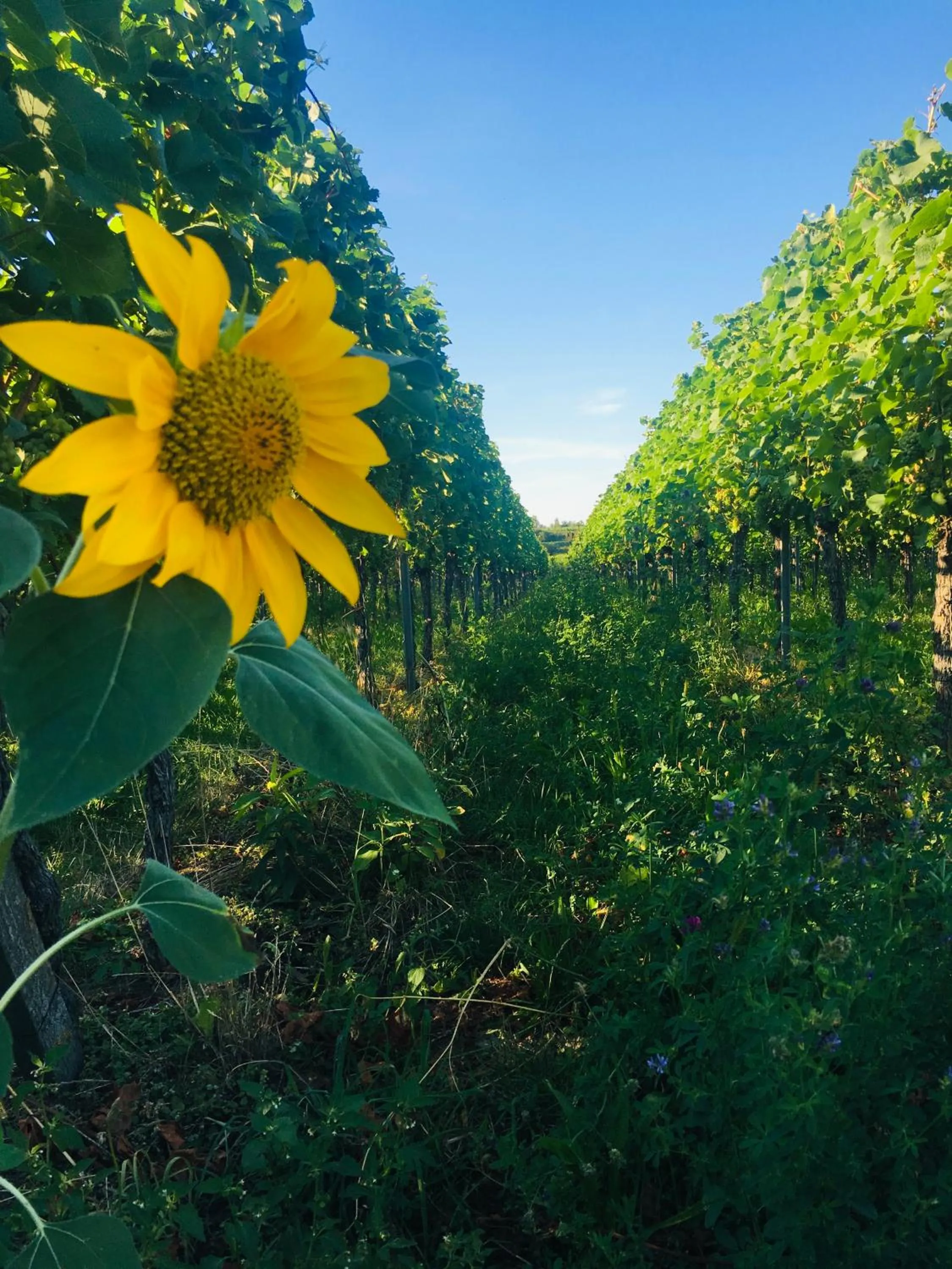 Activities in Gasthof Rebland