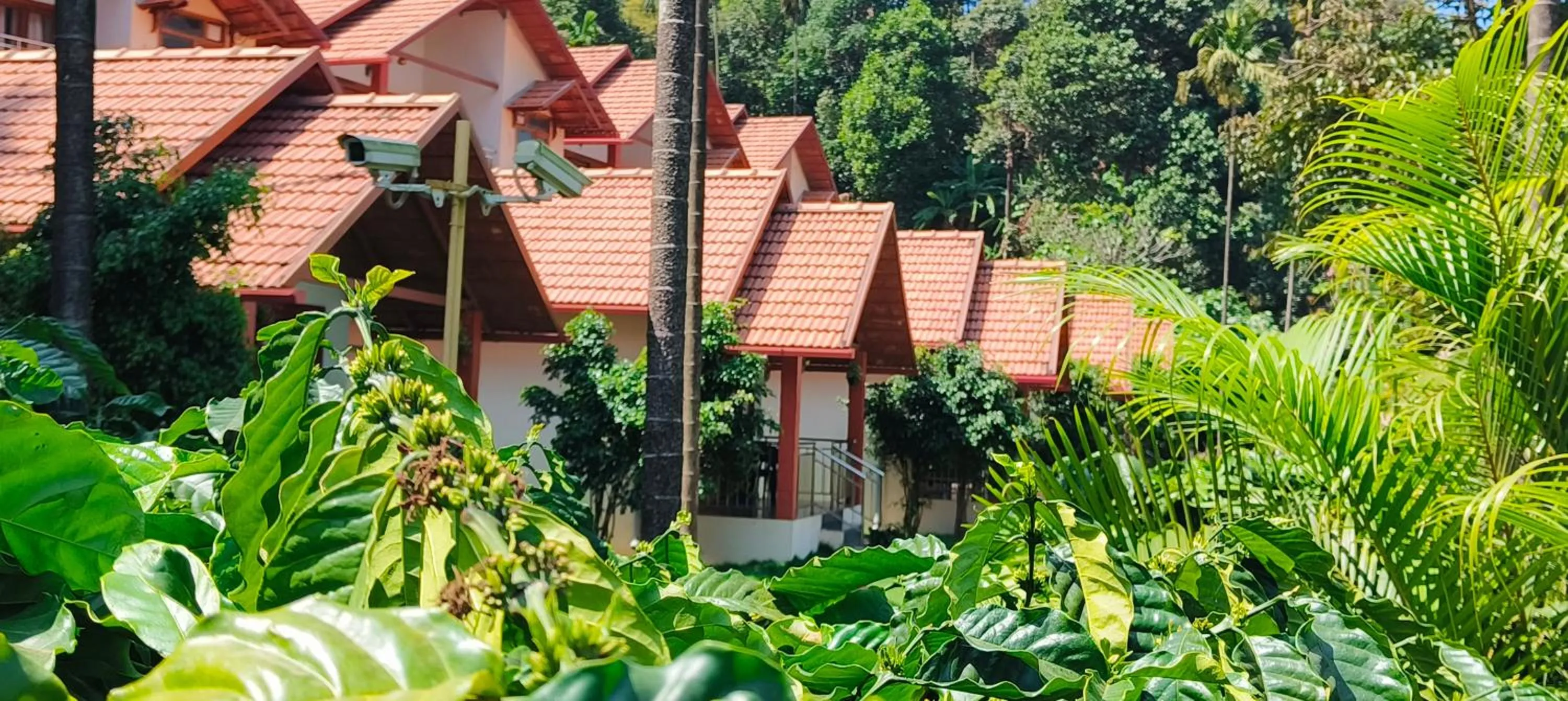 Garden view in Hill Crest Resort - Coorg