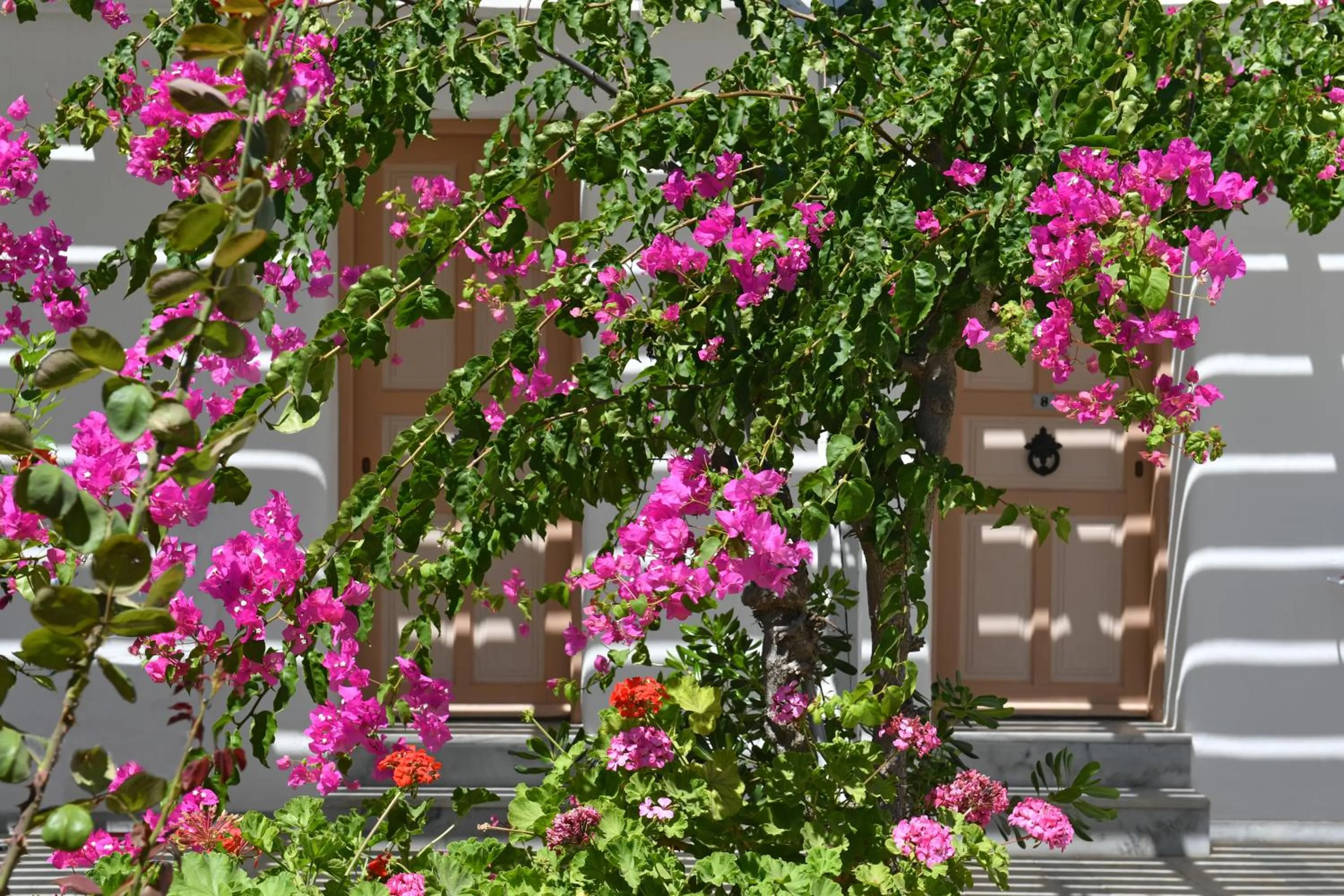 Garden in Surfing Beach Village Paros