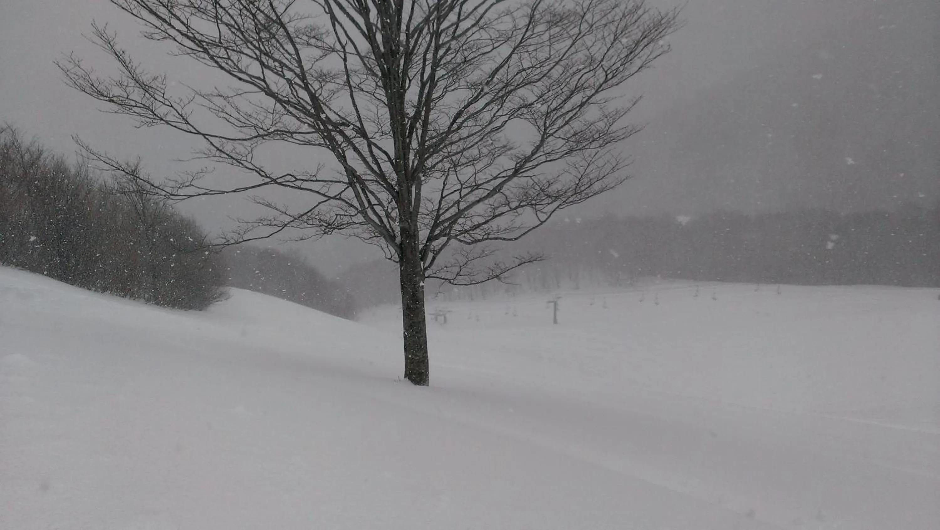 Skiing in Tanigawa Valley Lodge & Coffee Roastery