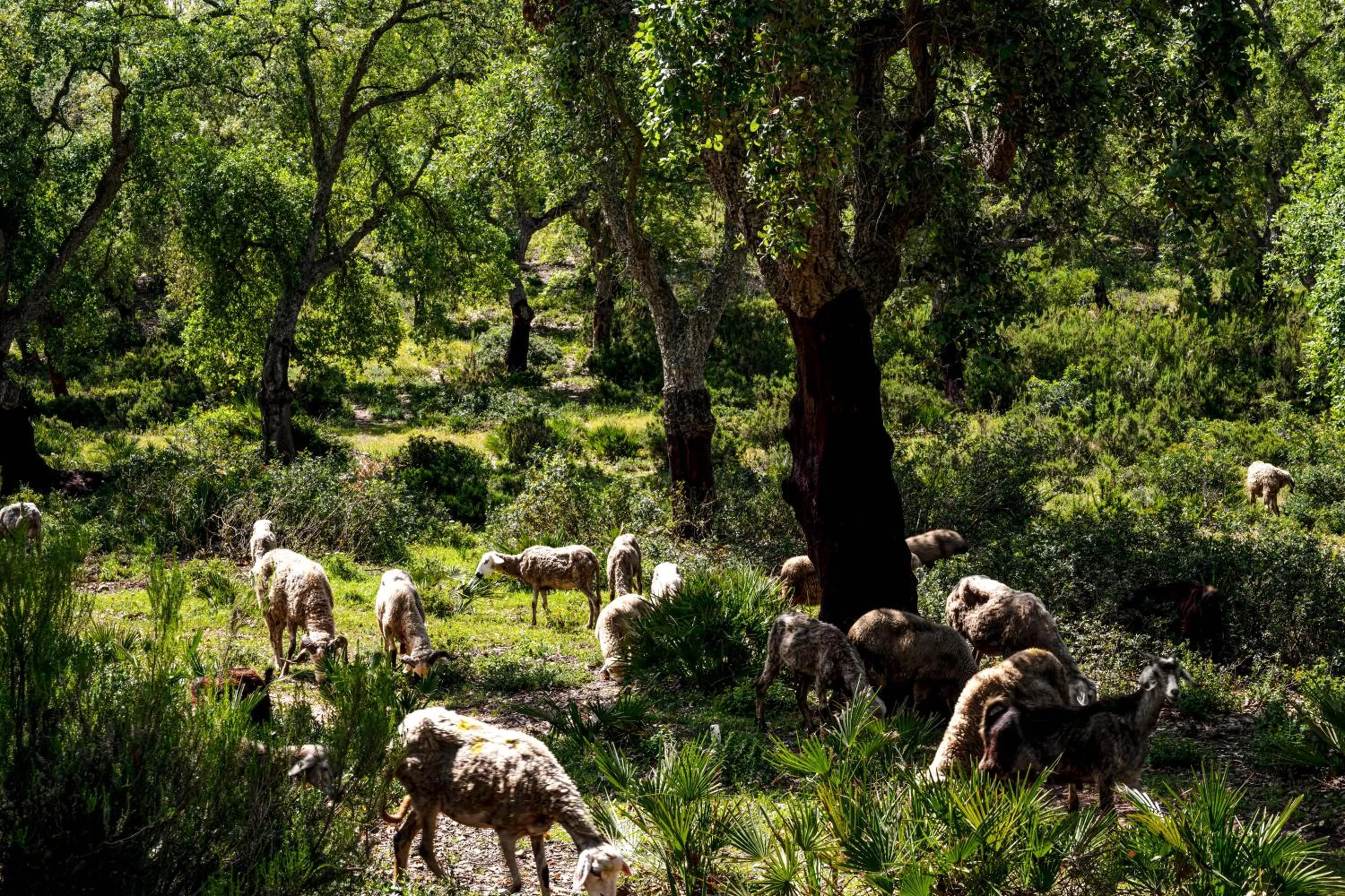 Natural landscape in La Fiermontina Ocean