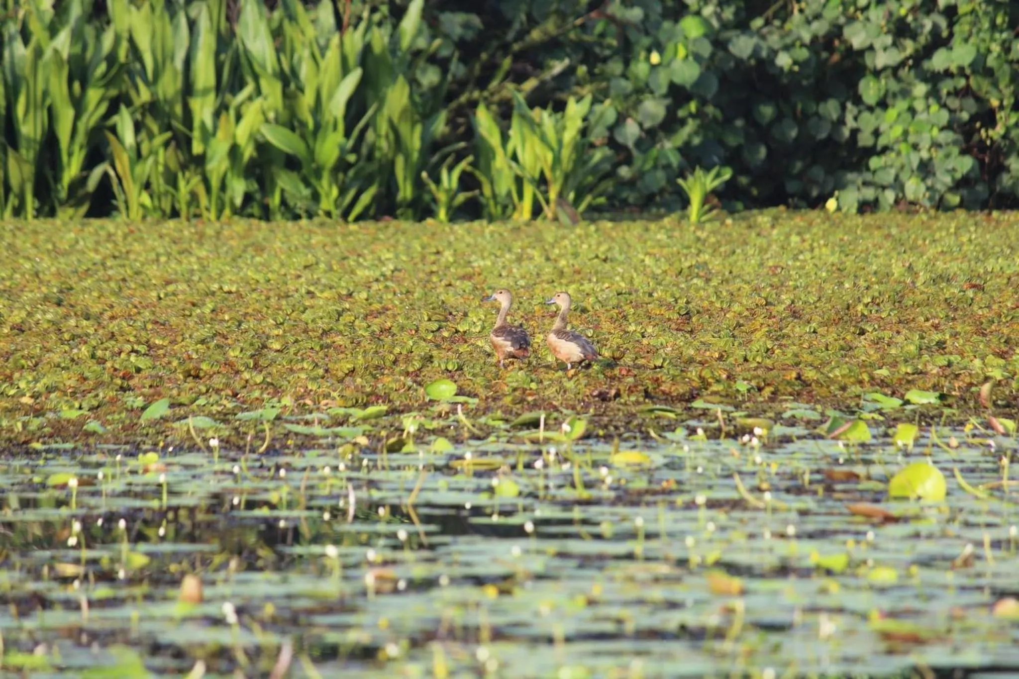 Bird's eye view in Lake Resort Bolgoda