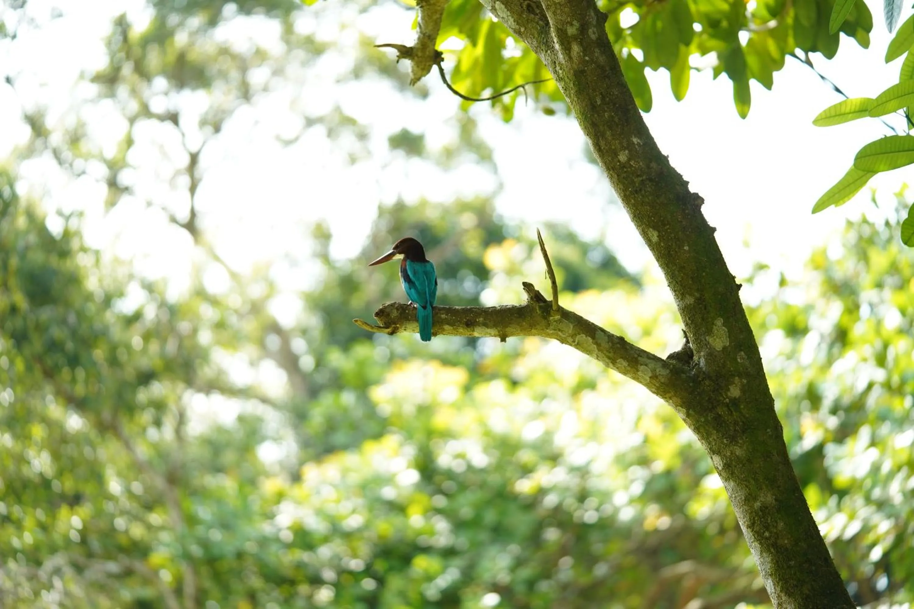 Bird's eye view in Lake Resort Bolgoda