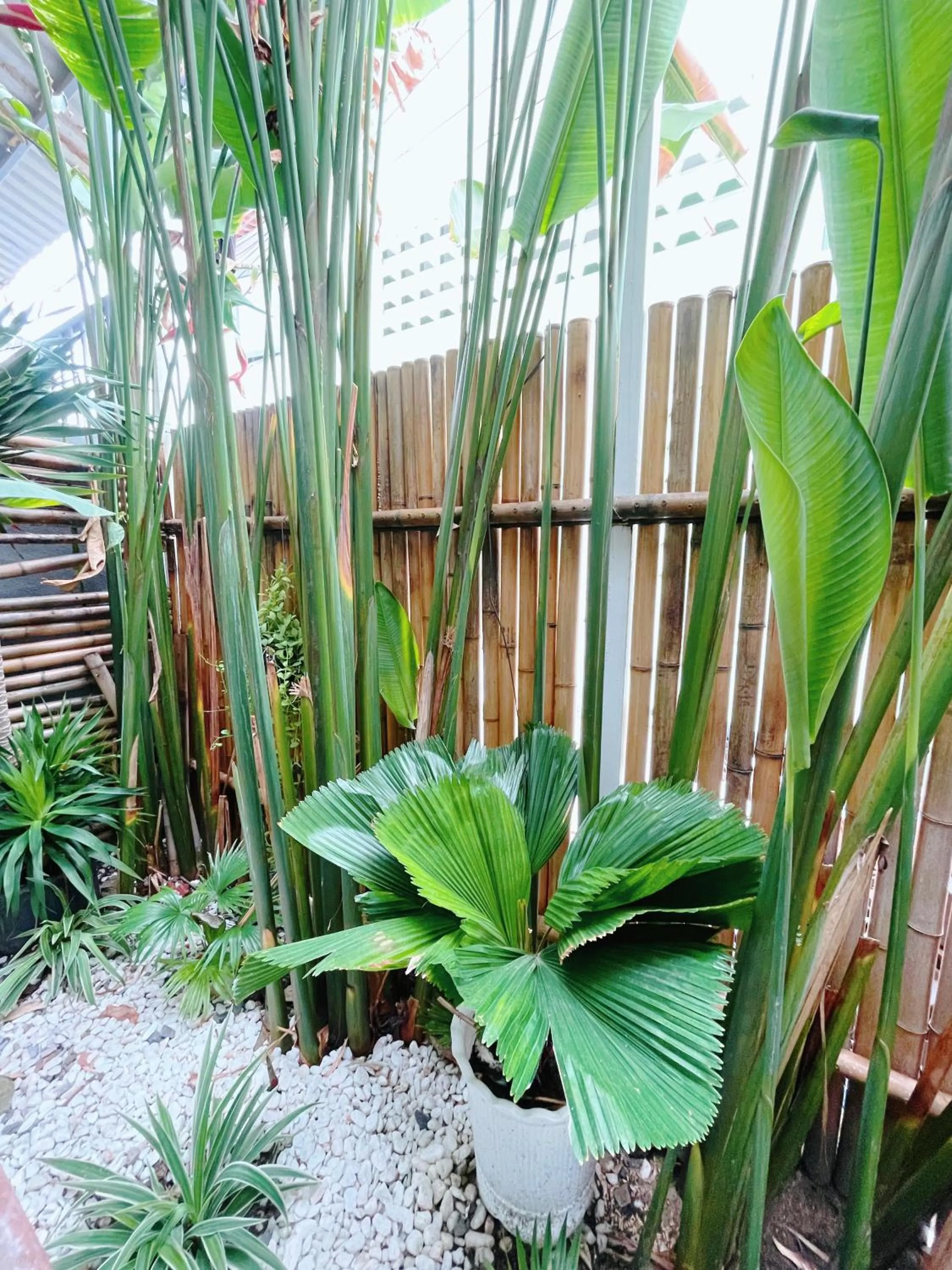 Garden view in Baphu Beachwalk Apartment - 5 min walk to My Khe beach