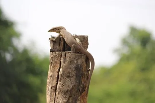 Animals in Vintara Eco Resort