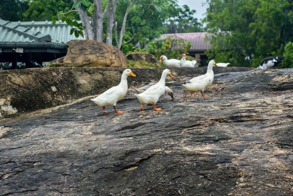 Animals in Vintara Eco Resort