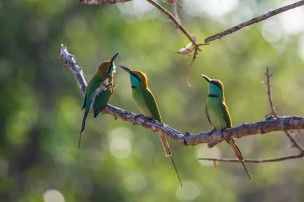 Animals in Vintara Eco Resort