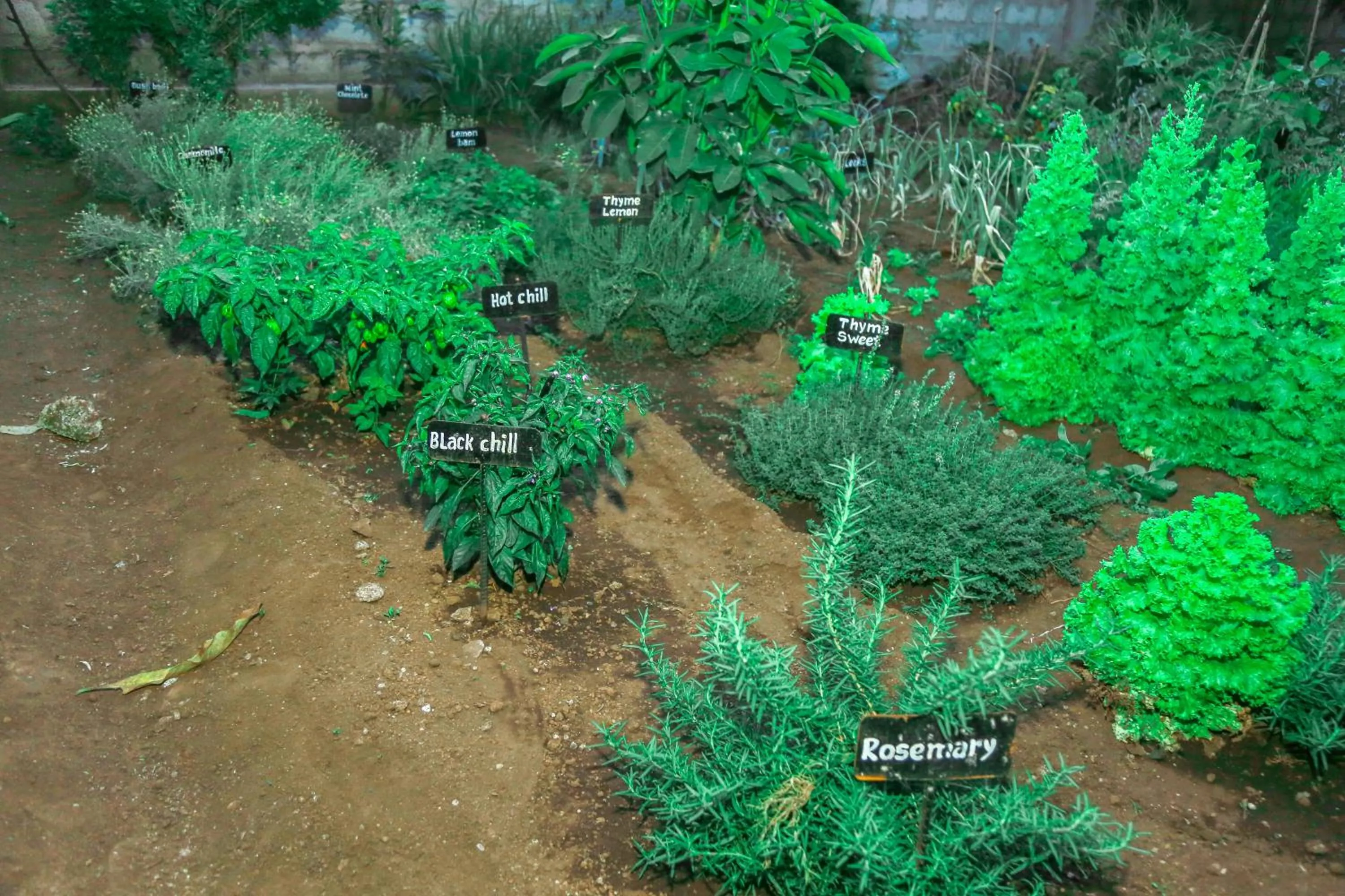 Natural landscape in Wademac Arusha Inn Hotel