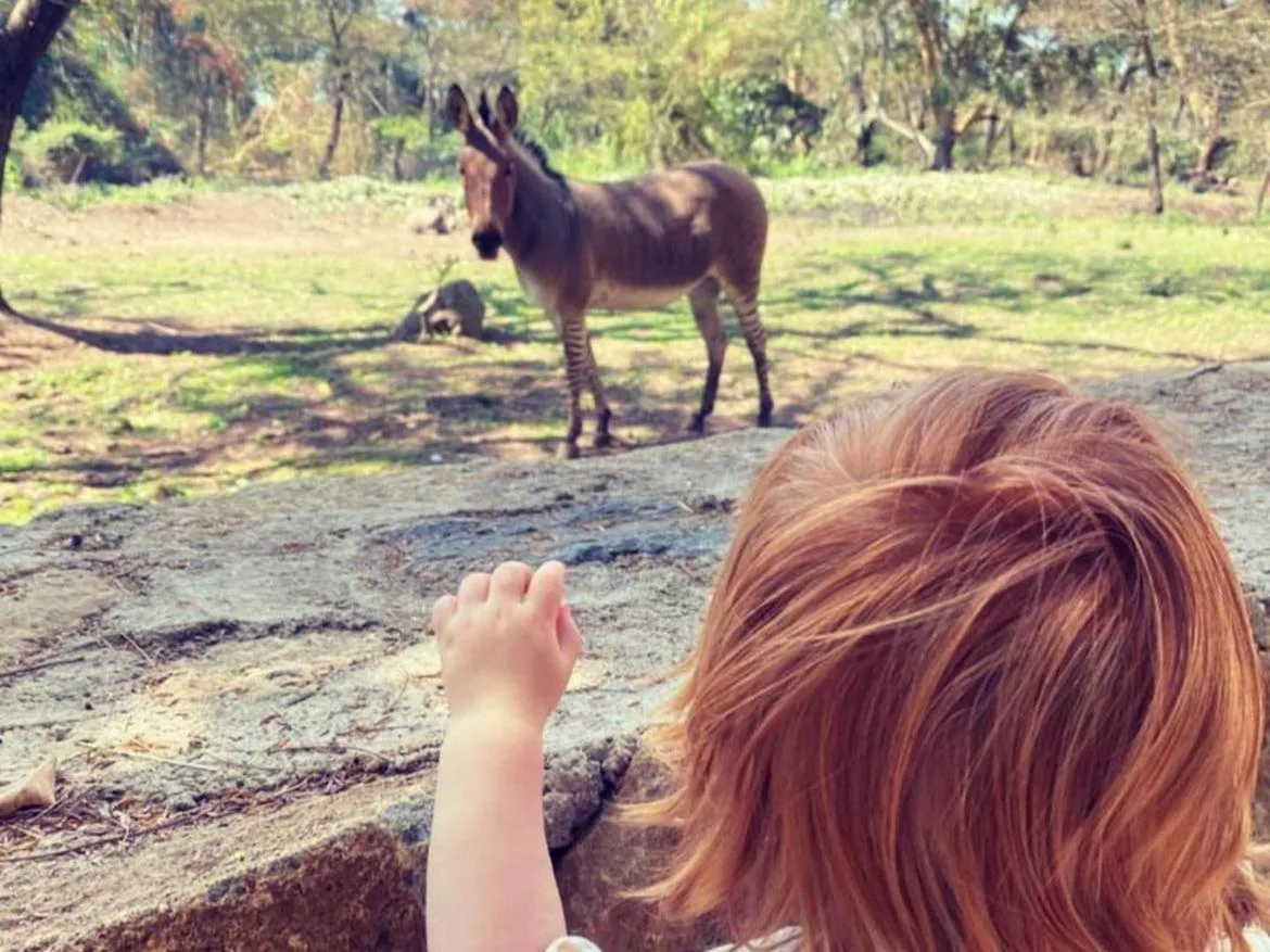 Garden in Mount Meru Game Lodge