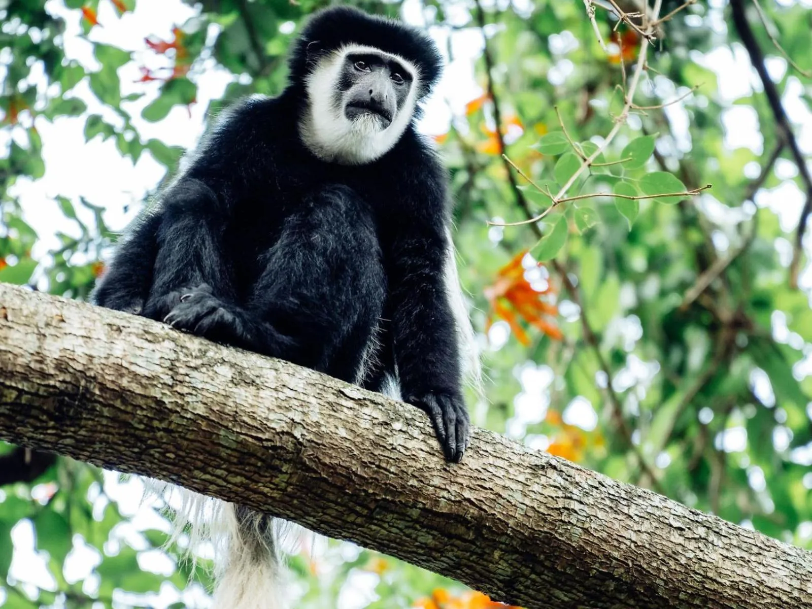 Garden in Mount Meru Game Lodge