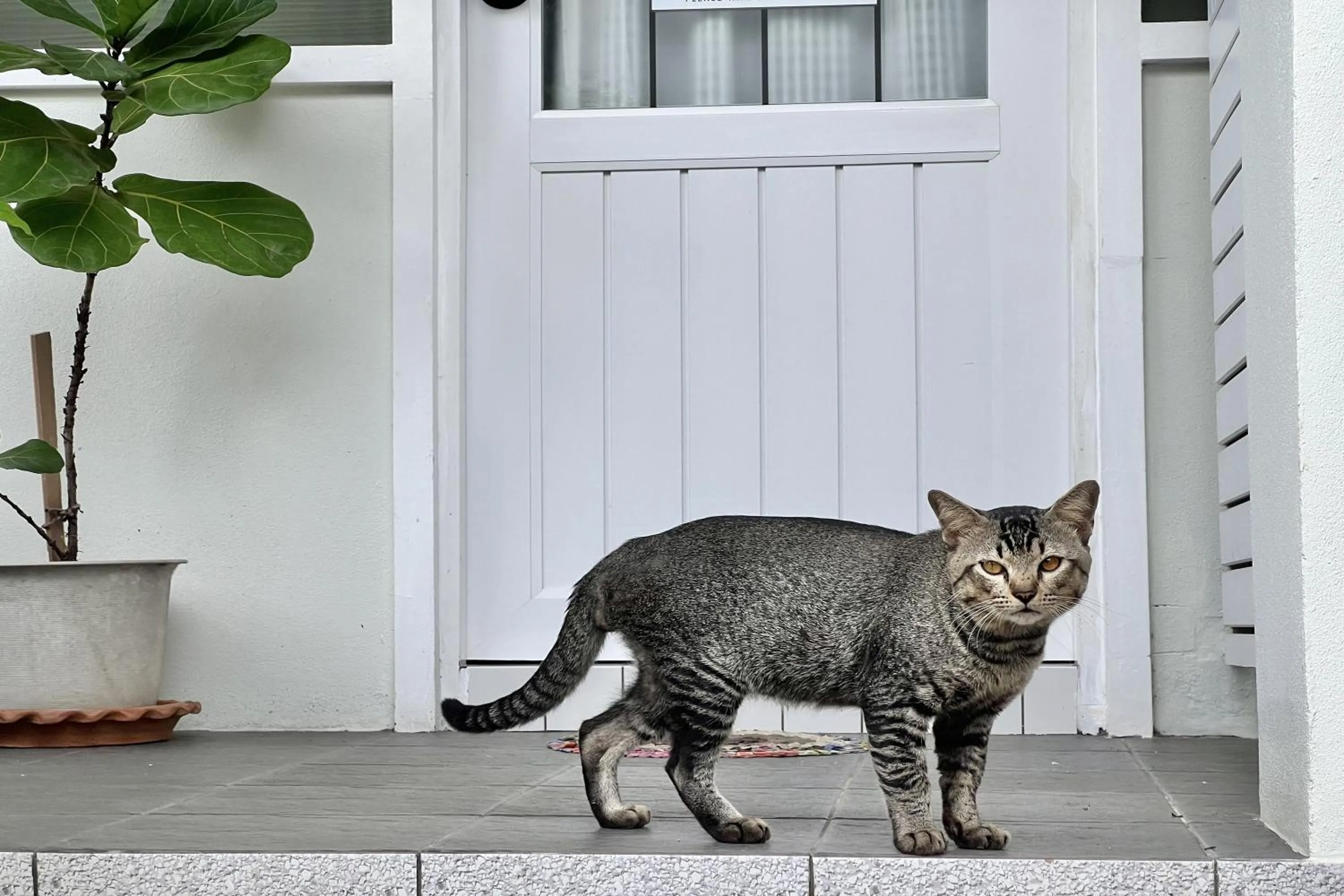 Pets in Bann Kam B&B