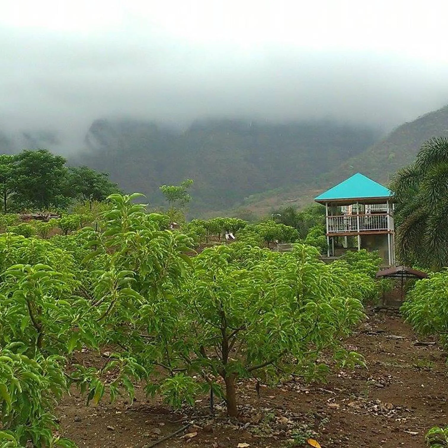 Natural landscape in The Riverstone Agro Farm