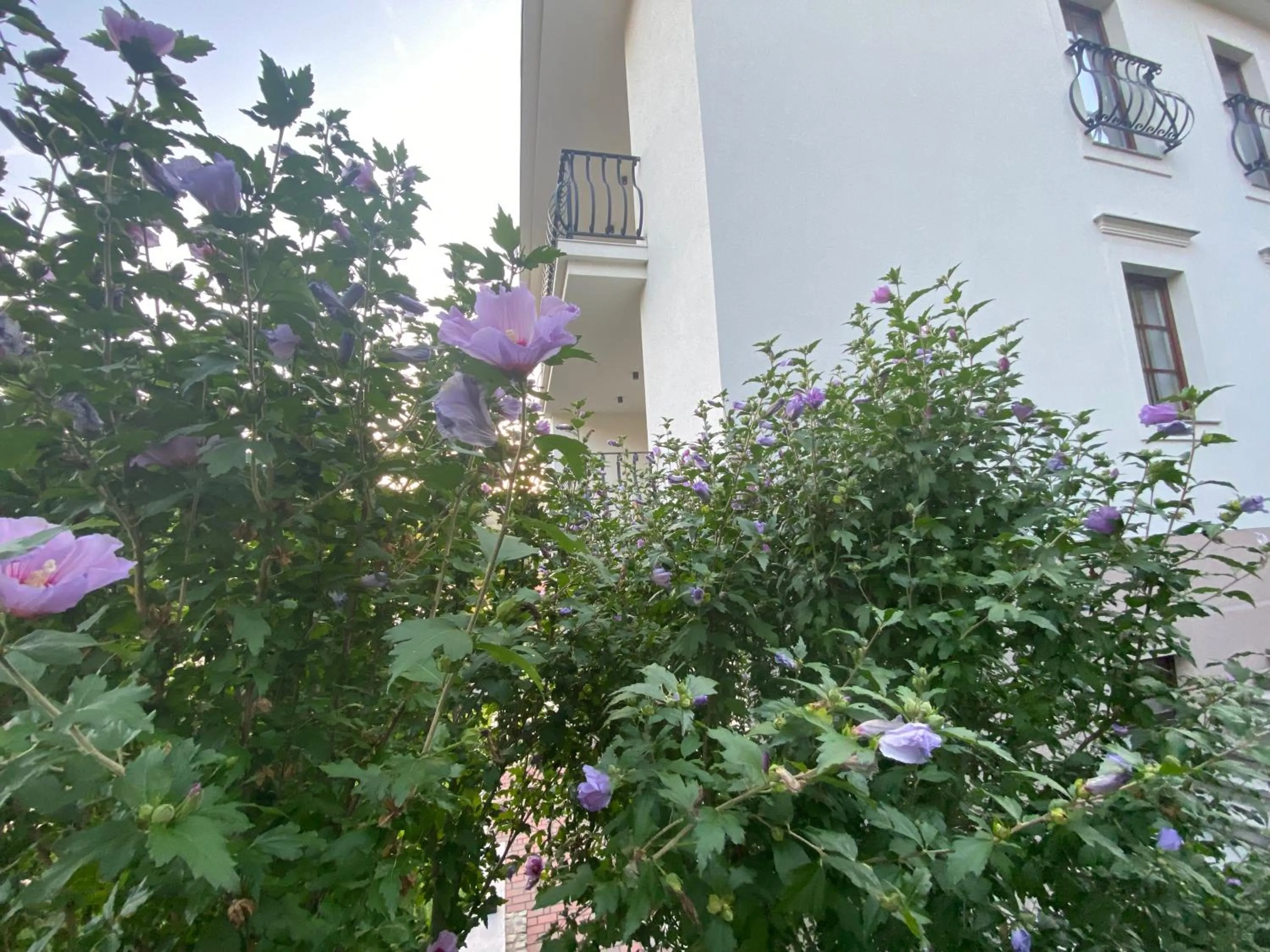 Vila Maister