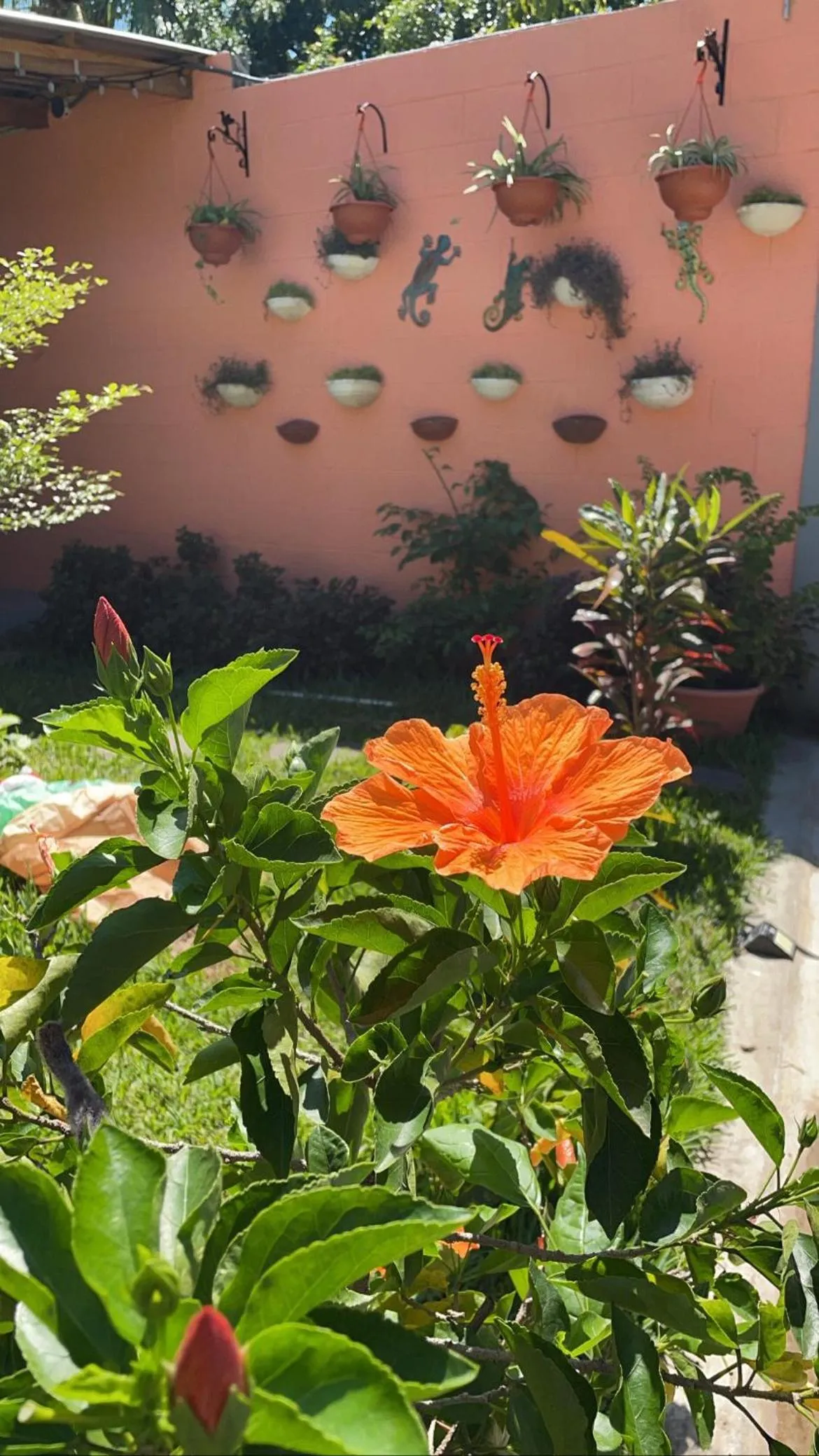 Garden in HOTEL EL VIAJERO