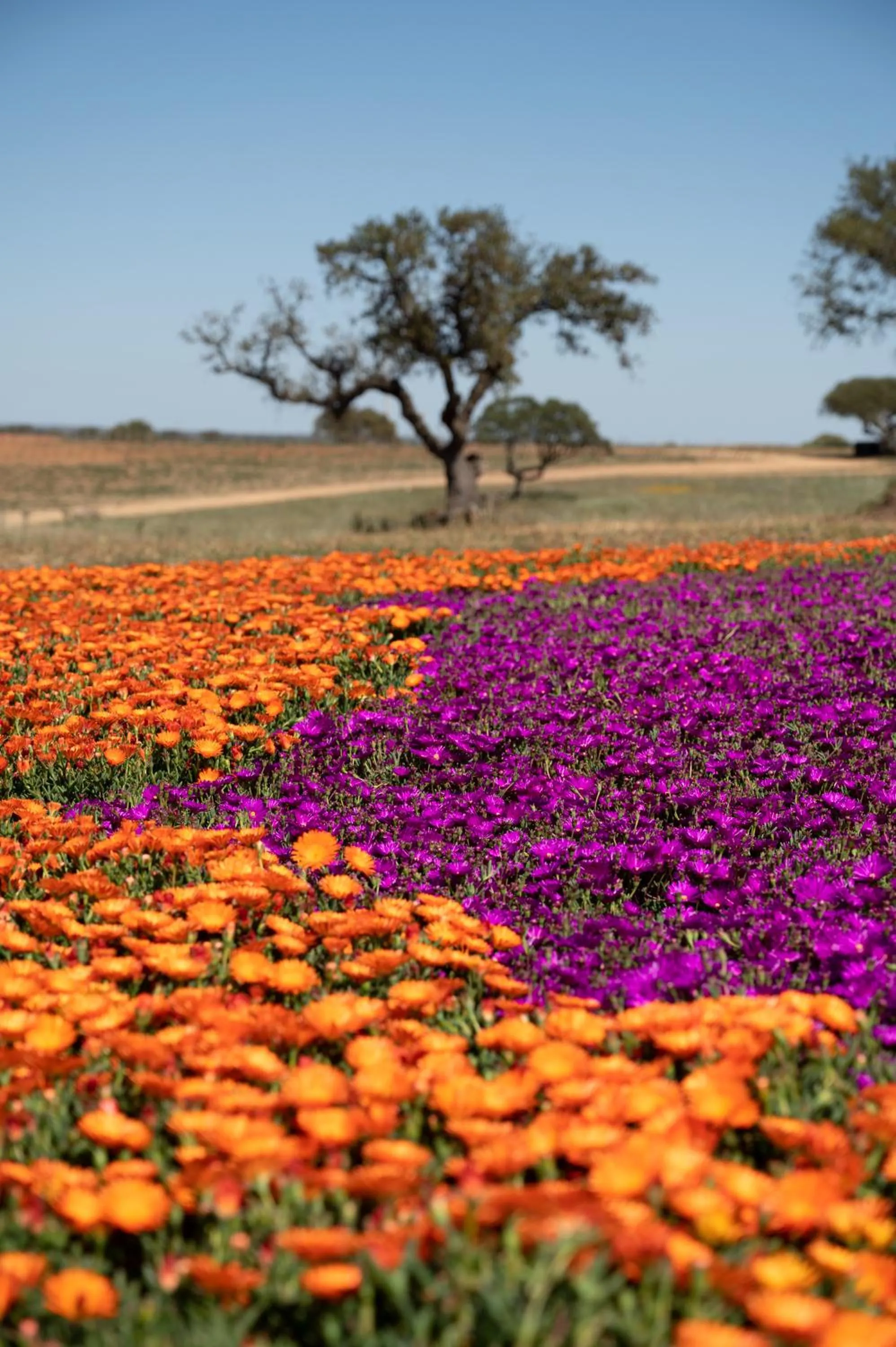 Spring in Vila Gale Collection Monte do Vilar